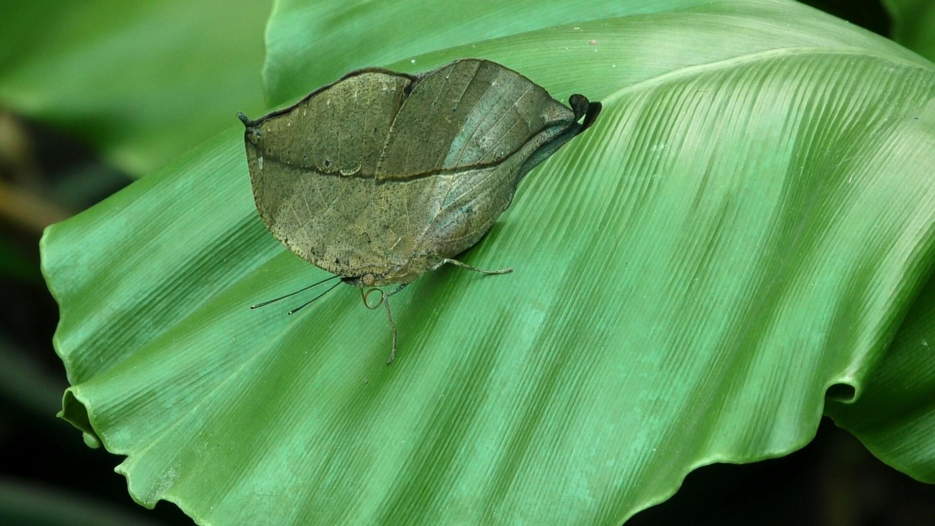Mariposas del genero Kallime se mimetizan Mariposas del genero Kallime se mimetizan