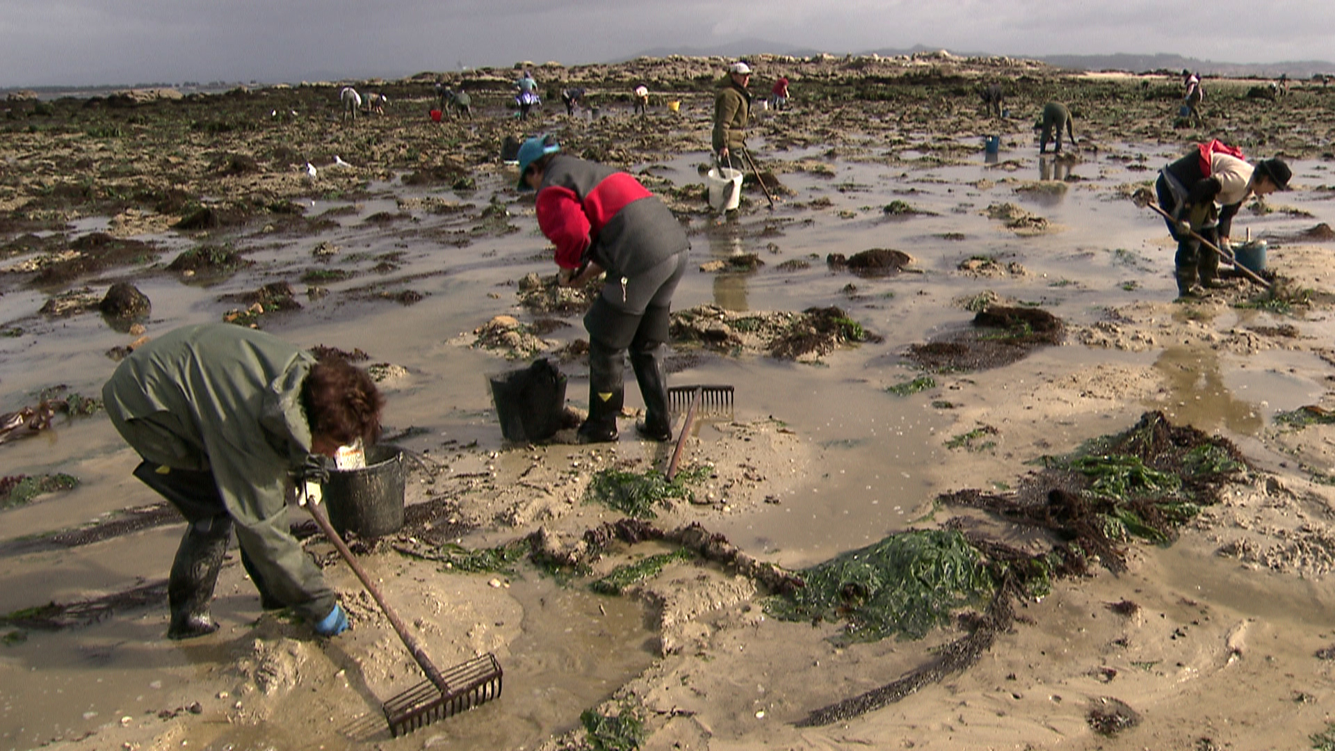 Las mariscadoras alertan de que las almejas tardan cada vez más en crecer Las mariscadoras alertan de que las almejas tardan cada vez más en crecer