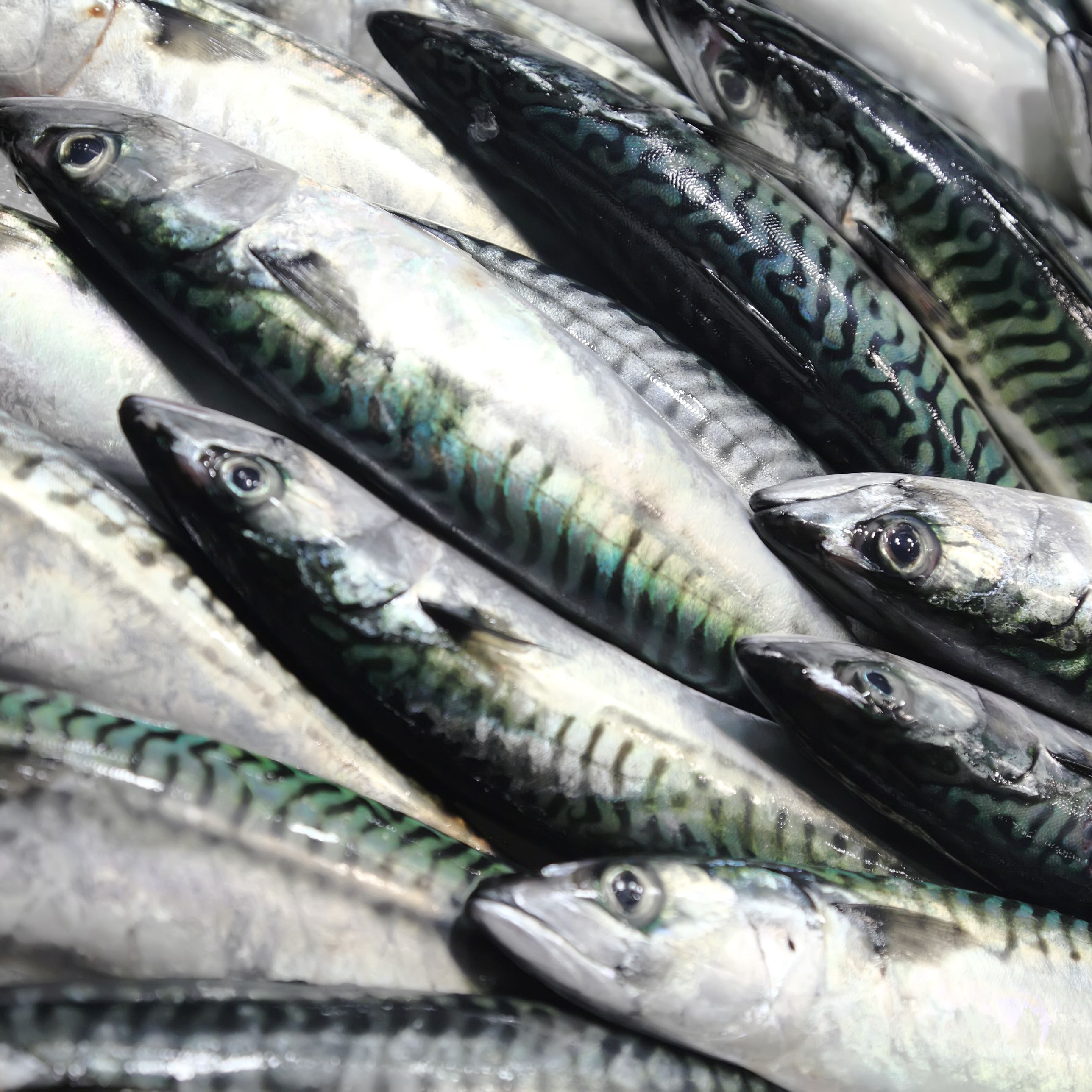 Planeta vivo - Menos omega 3 en el mar - 22/10/25