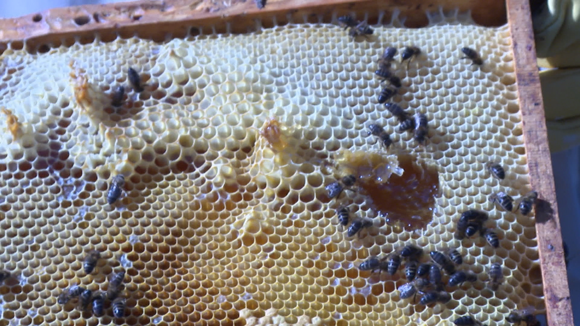 Polen natural de abeja archivos - Miel de Romero Artesanal