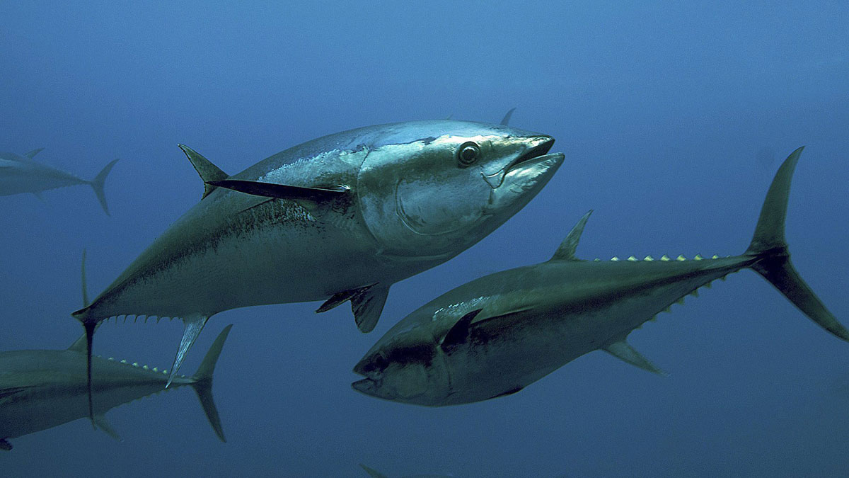 La pesca deportiva del atún rojo