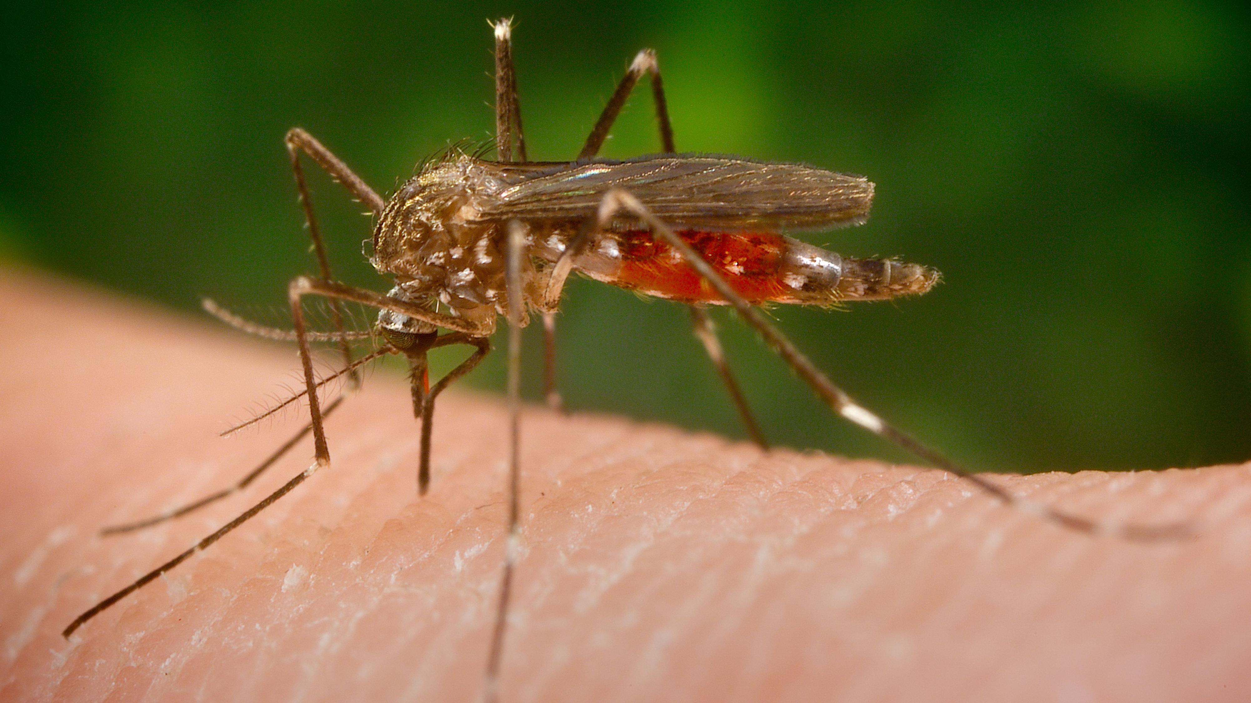 The Japanese mosquito is spreading: what diseases does it carry?