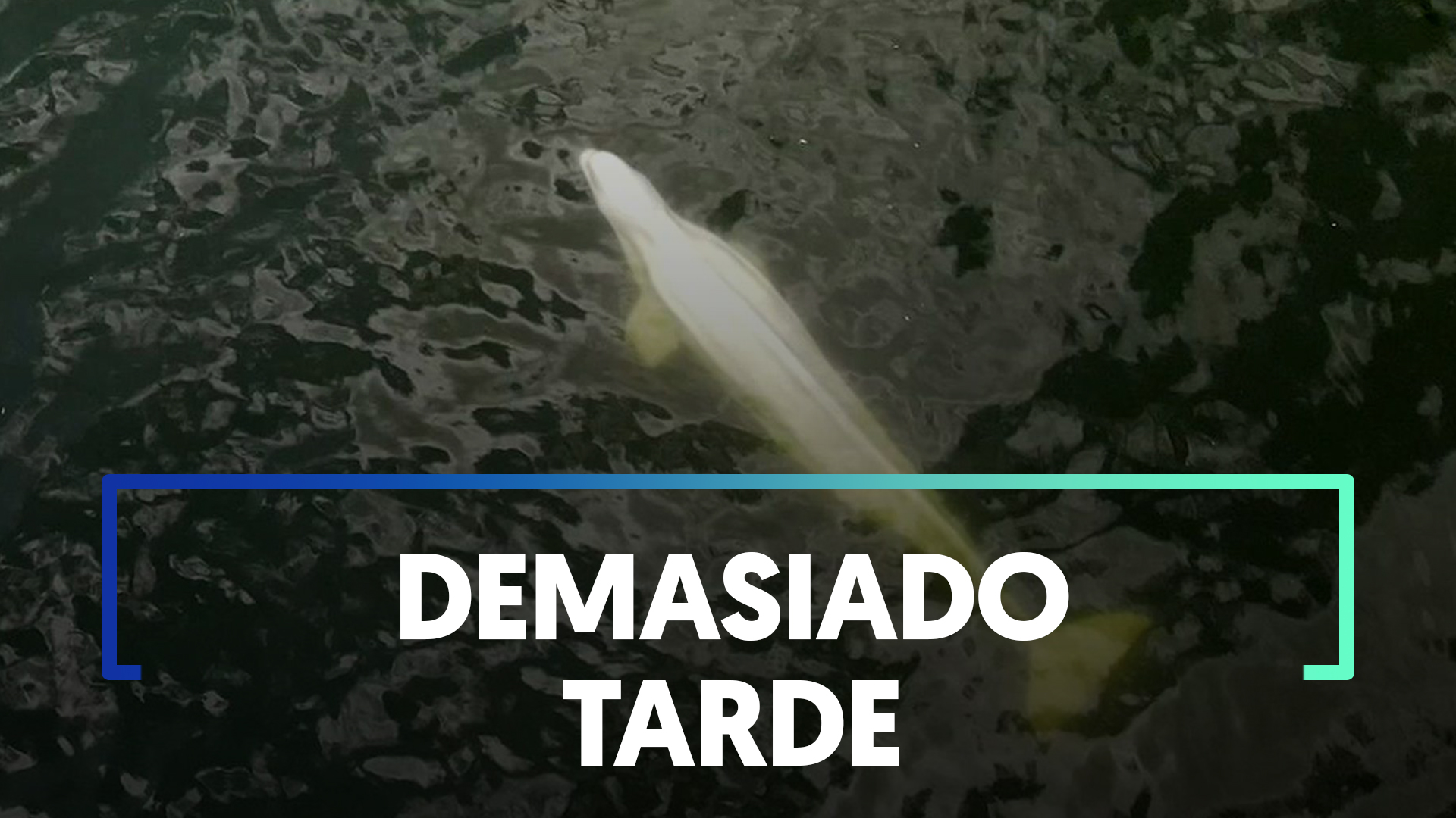 Morre baleia beluga que estava perdida no rio Sena, na França - ANDA