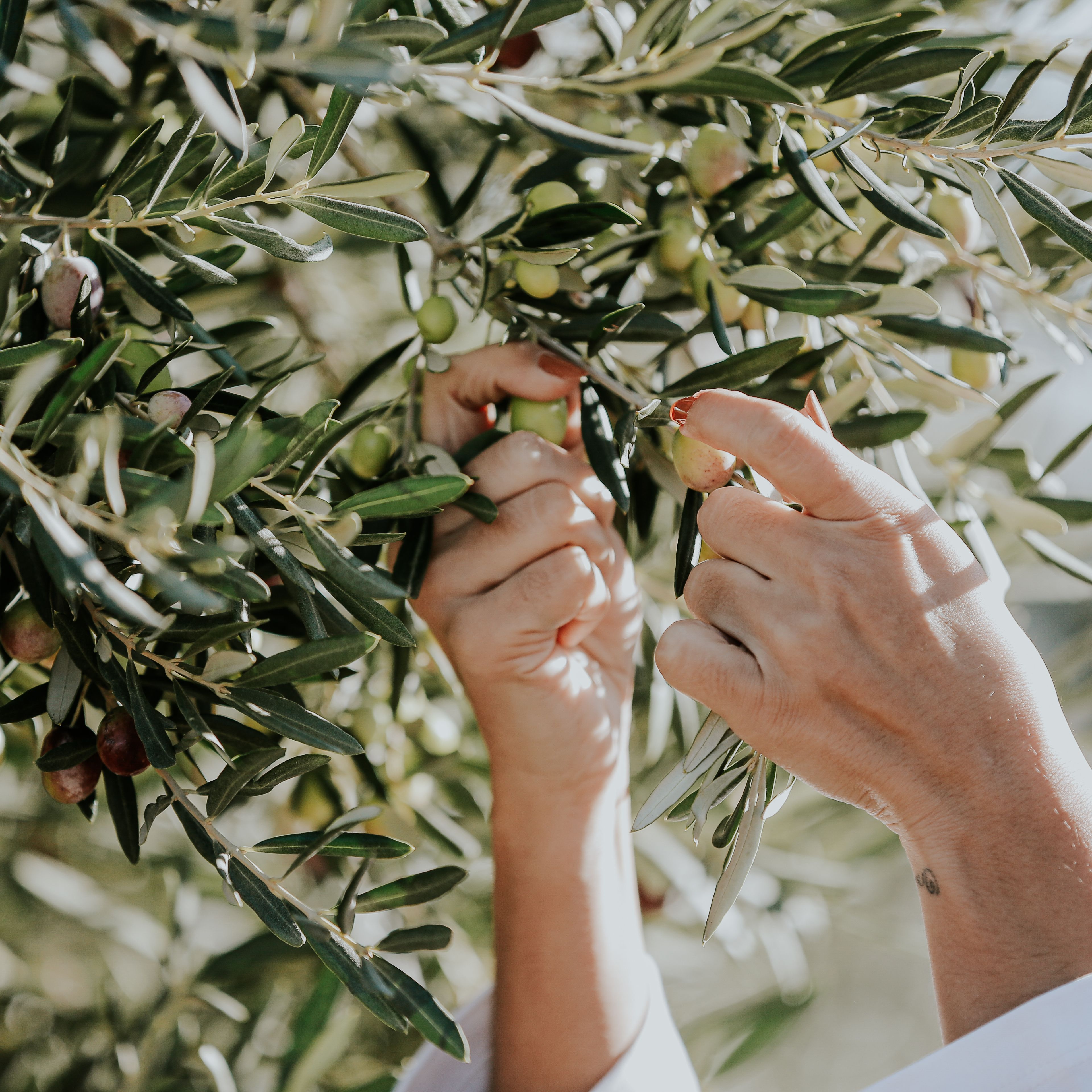Mundo Rural - Aranceles de Estados Unidos - 25/02/26