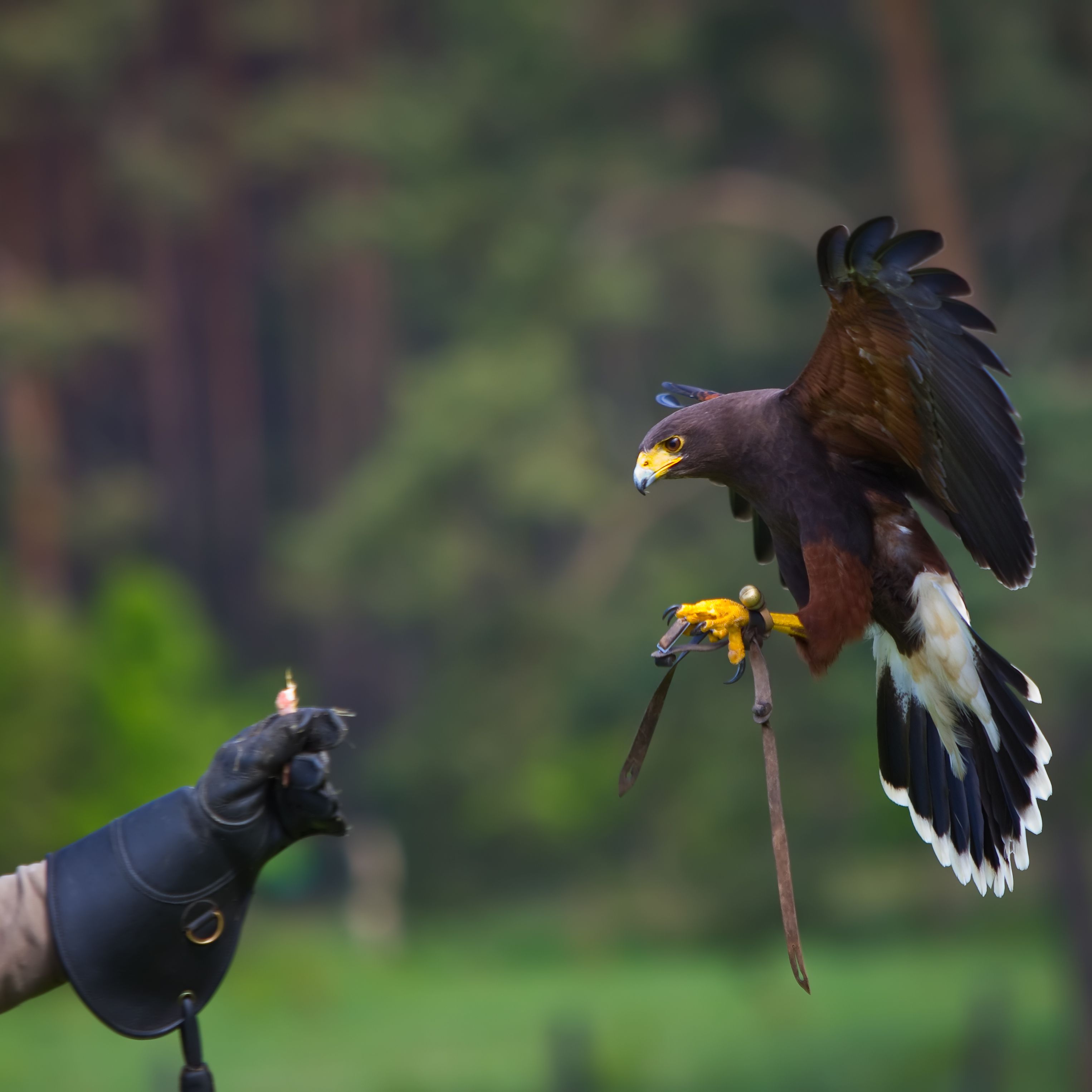 Mundo rural - Cetrería - 29/04/26