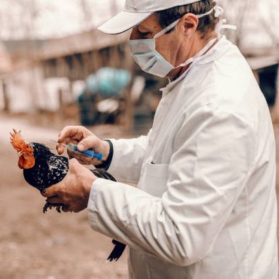 Mundo rural - Gripe aviar en  España - 24/04/26