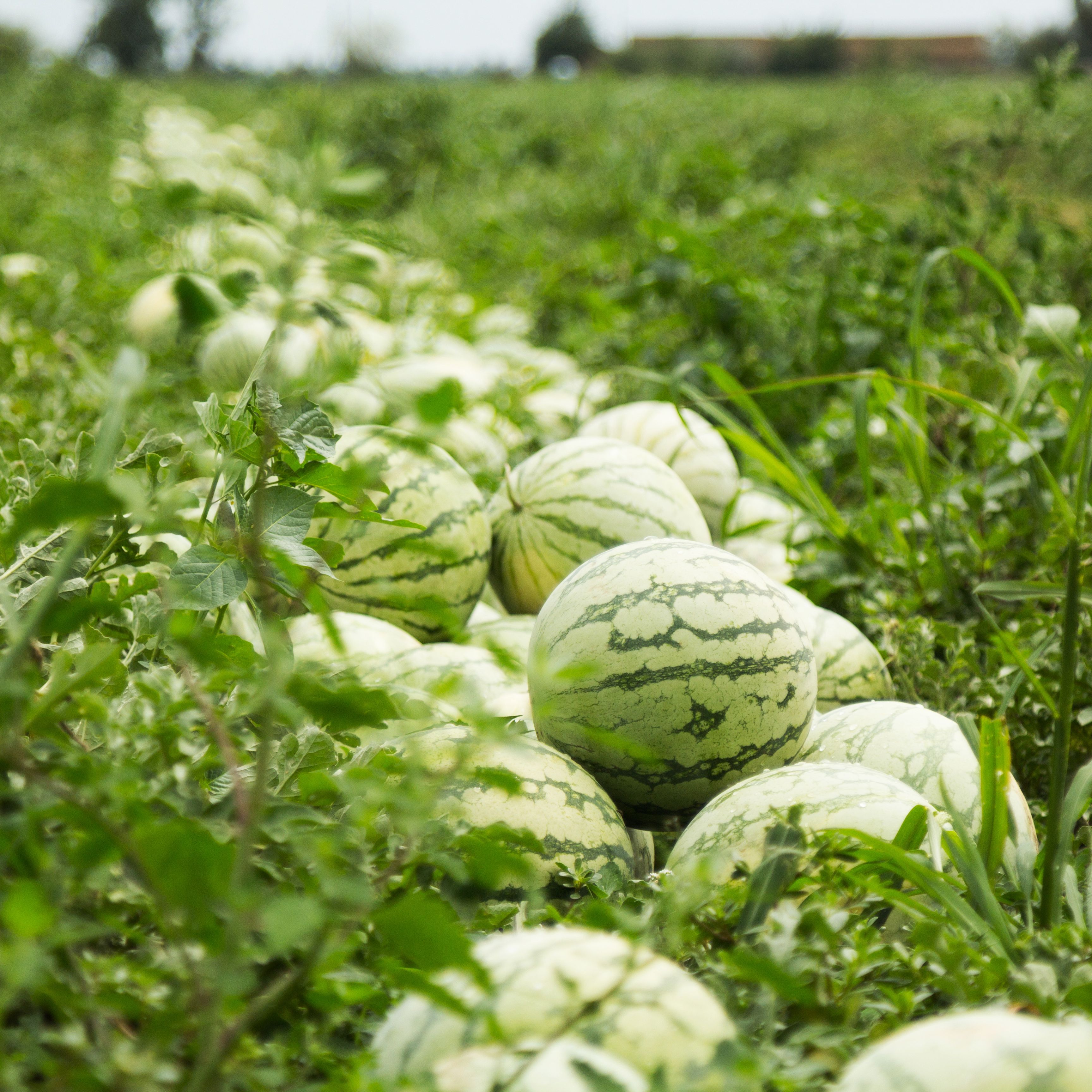 Mundo rural - Inicio de la campaña de la sandia y el melón - 15/05/26