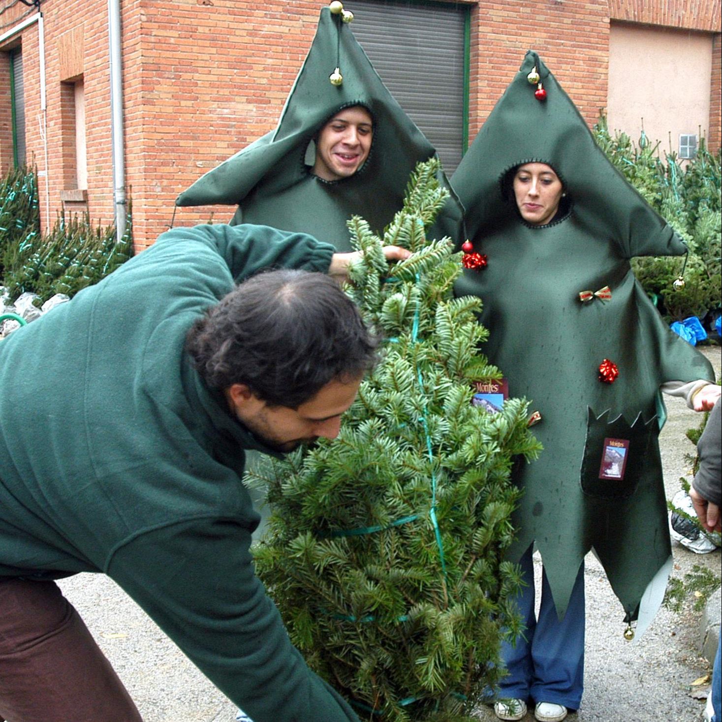Mundo rural - El negocio de los abetos navideños - 12/12/25