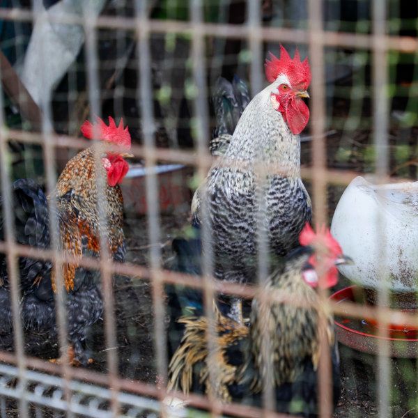 Mundo rural - Nuevas medidas contra la gripe aviar - 14/11/25 Mundo rural - Nuevas medidas contra la gripe aviar - 14/11/25