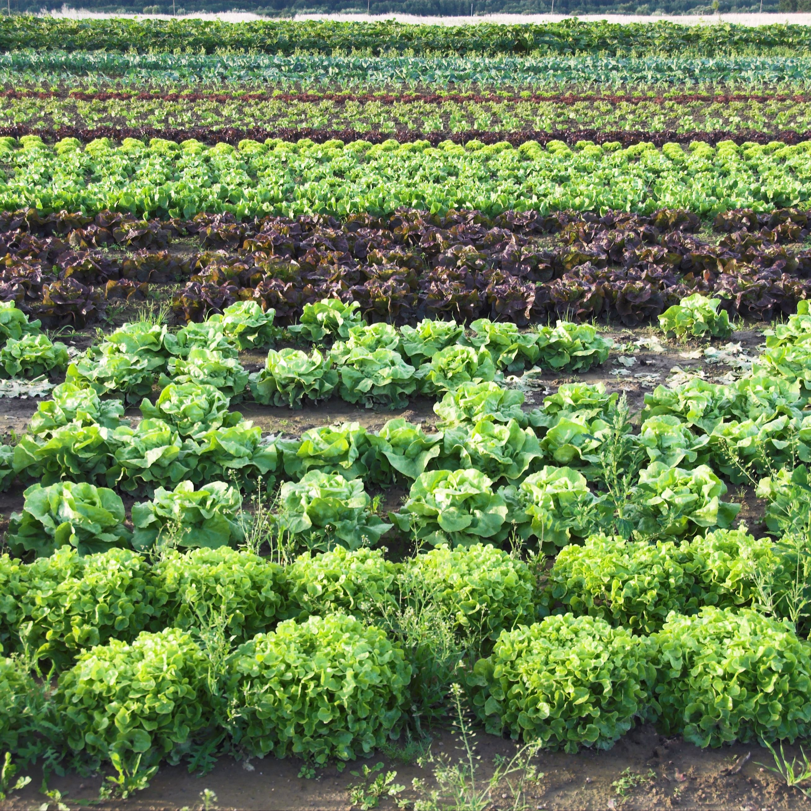 Mundo rural - PAC: importancia de consultar el visor SIGPAC para tramitar las ayudas - 27/04/26