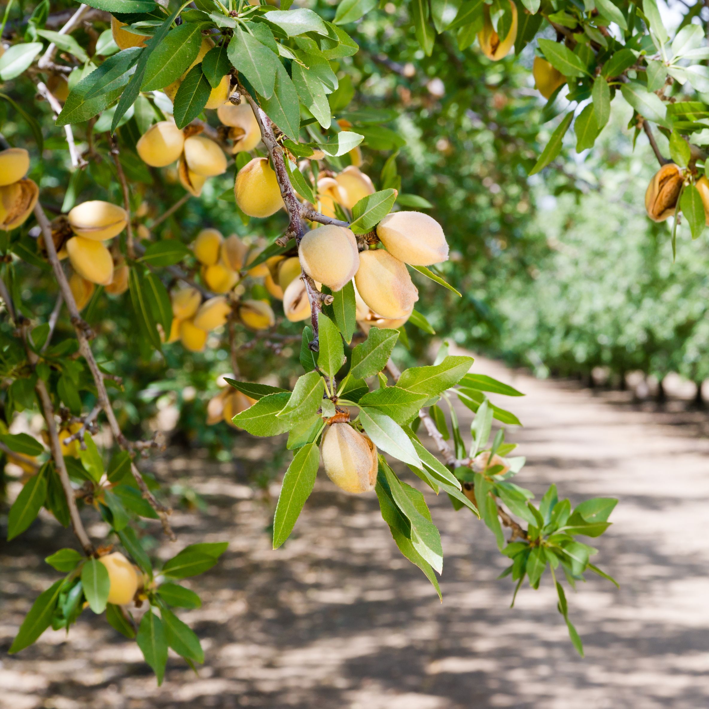 Mundo rural - Promoción exterior, frutos secos e innovación vitivinícola - 11/02/26