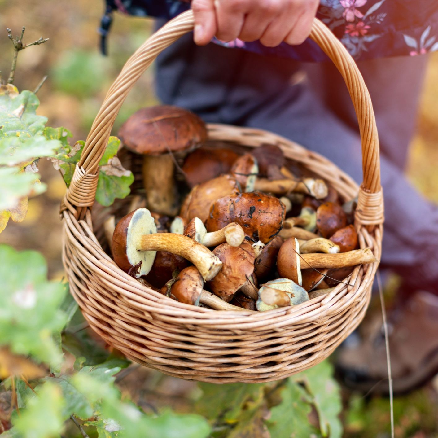 Mundo rural - Temporada de setas - 26/11/25