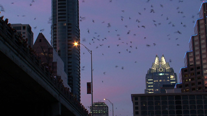Murciélagos saliendo de un puente en Austin, Texas (EEUU) Murciélagos saliendo de un puente en Austin, Texas (EEUU)