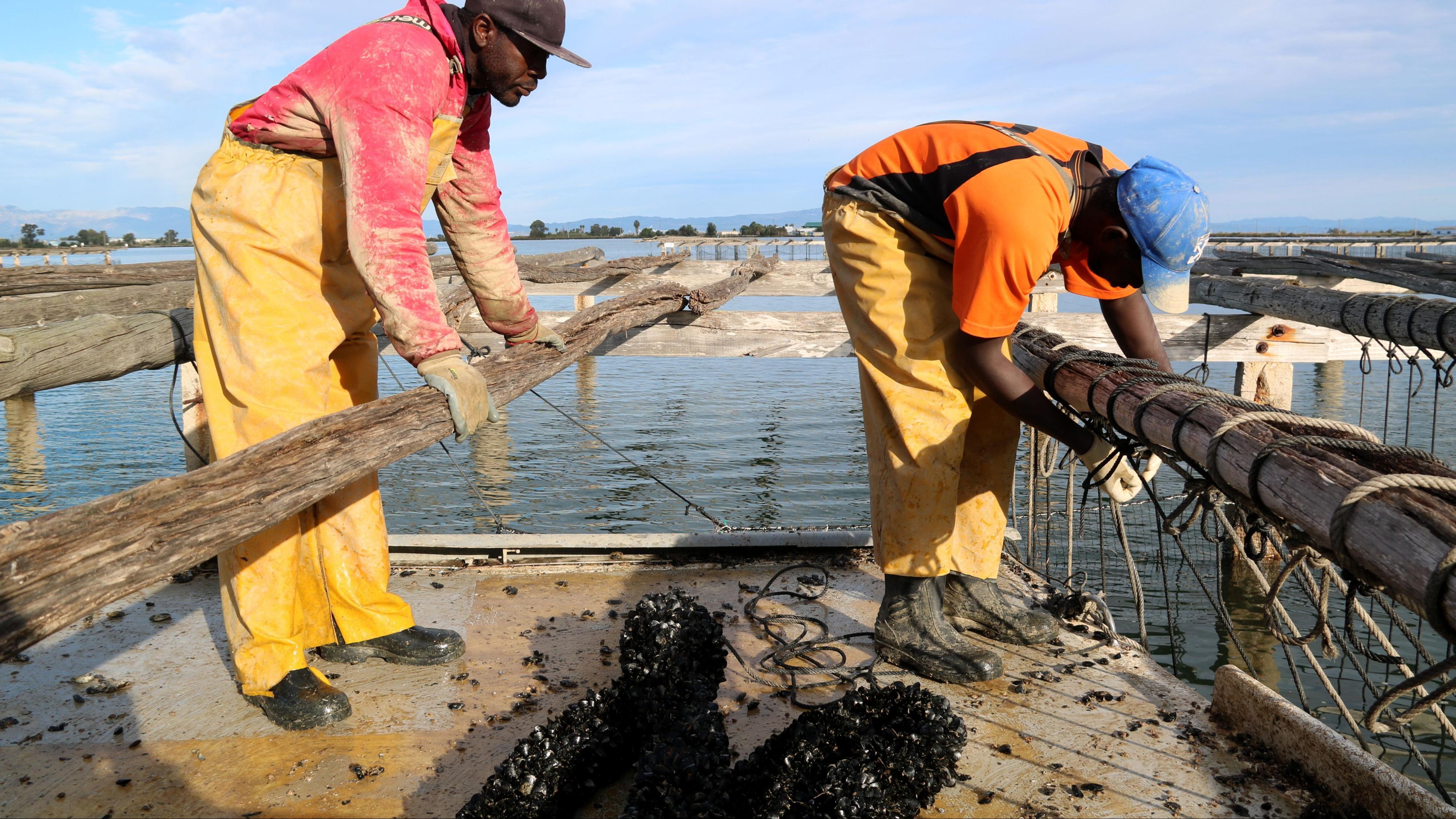 Musclo en perill: la calor extrema dispara els costos al Delta de l'Ebre Musclo en perill: la calor extrema dispara els costos al Delta de l'Ebre