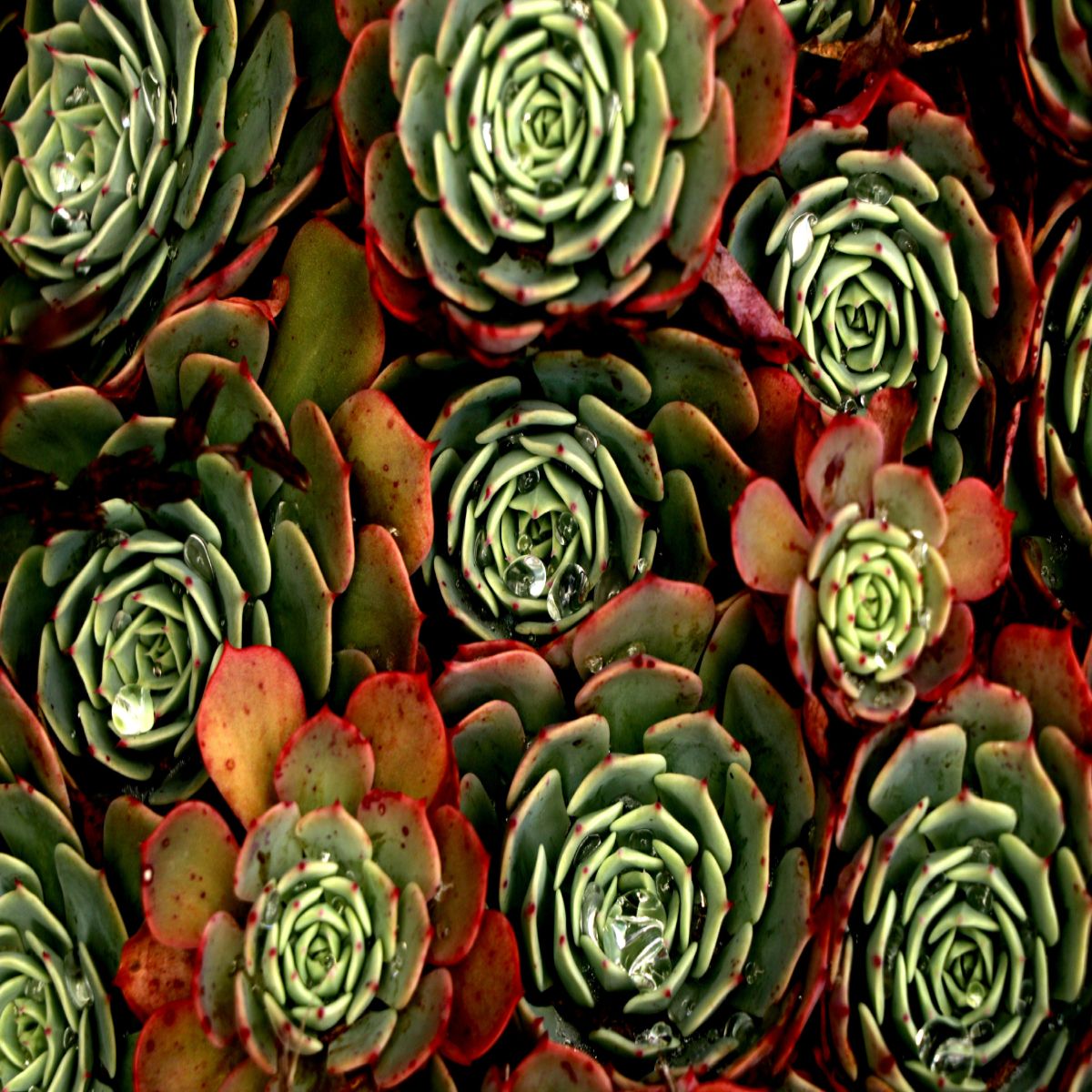 A lo loco y con patines - Música para nuestras plantas de exterior - 15/09/26