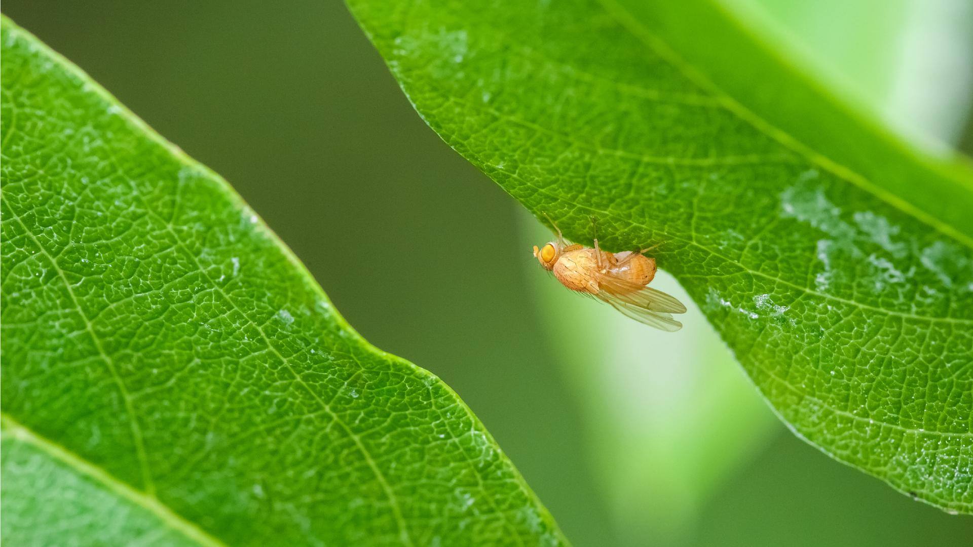 Neurociencia: completan el mapa cerebral de un insecto