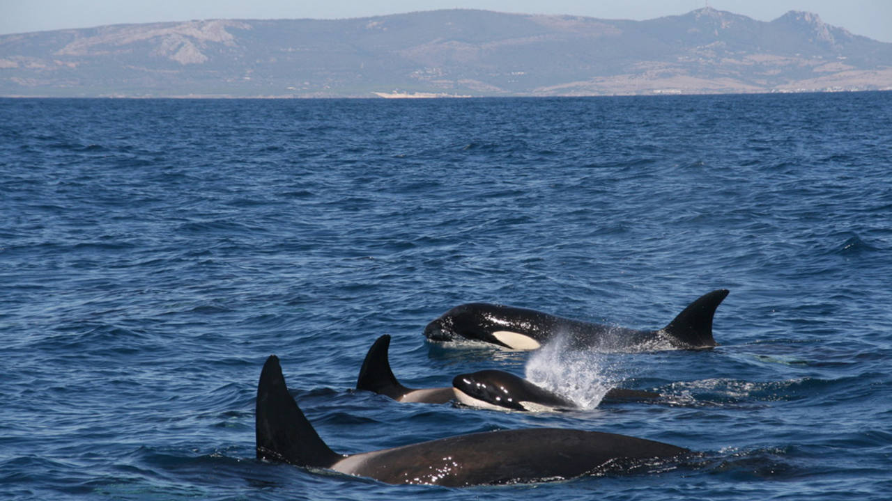 Resultado de imagen para orcas estrecho de gibraltar