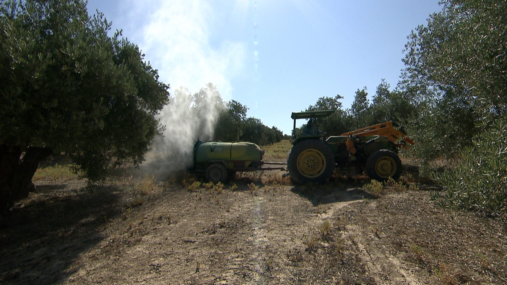 Los olivareros andaluces están alerta para impedir la llegada de la xylella fastidiosa Los olivareros andaluces están alerta para impedir la llegada de la xylella fastidiosa