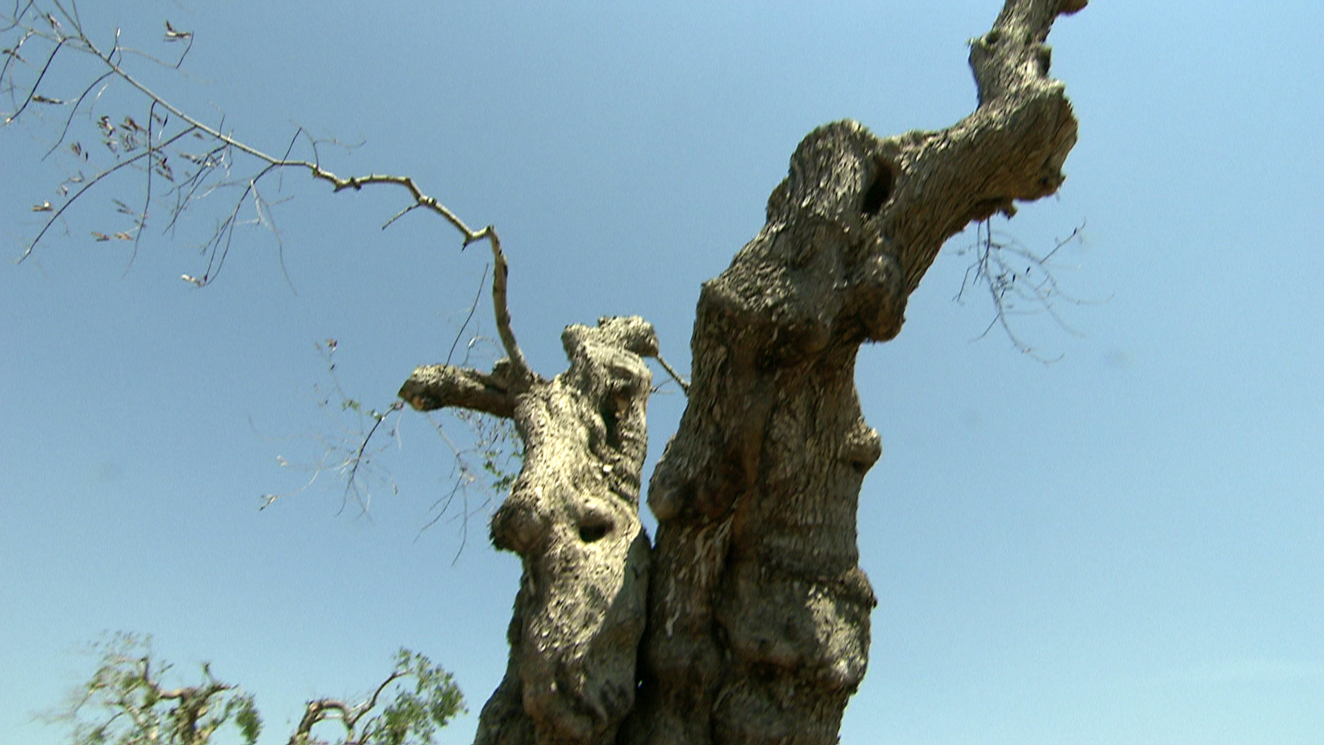 Los olivos se secan y mueren Los olivos se secan y mueren