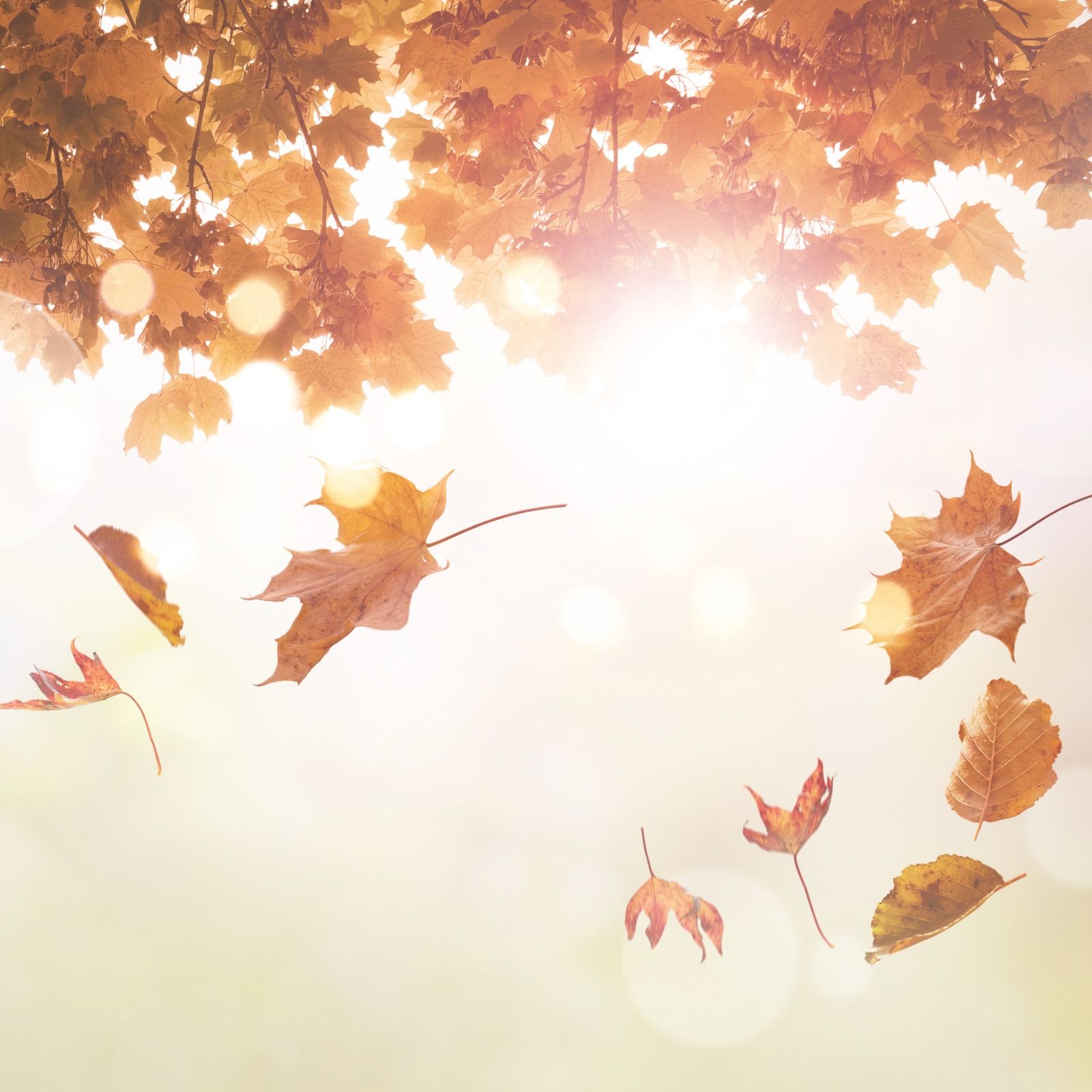 Tras la tormenta | Otoño compasivo [3.12]