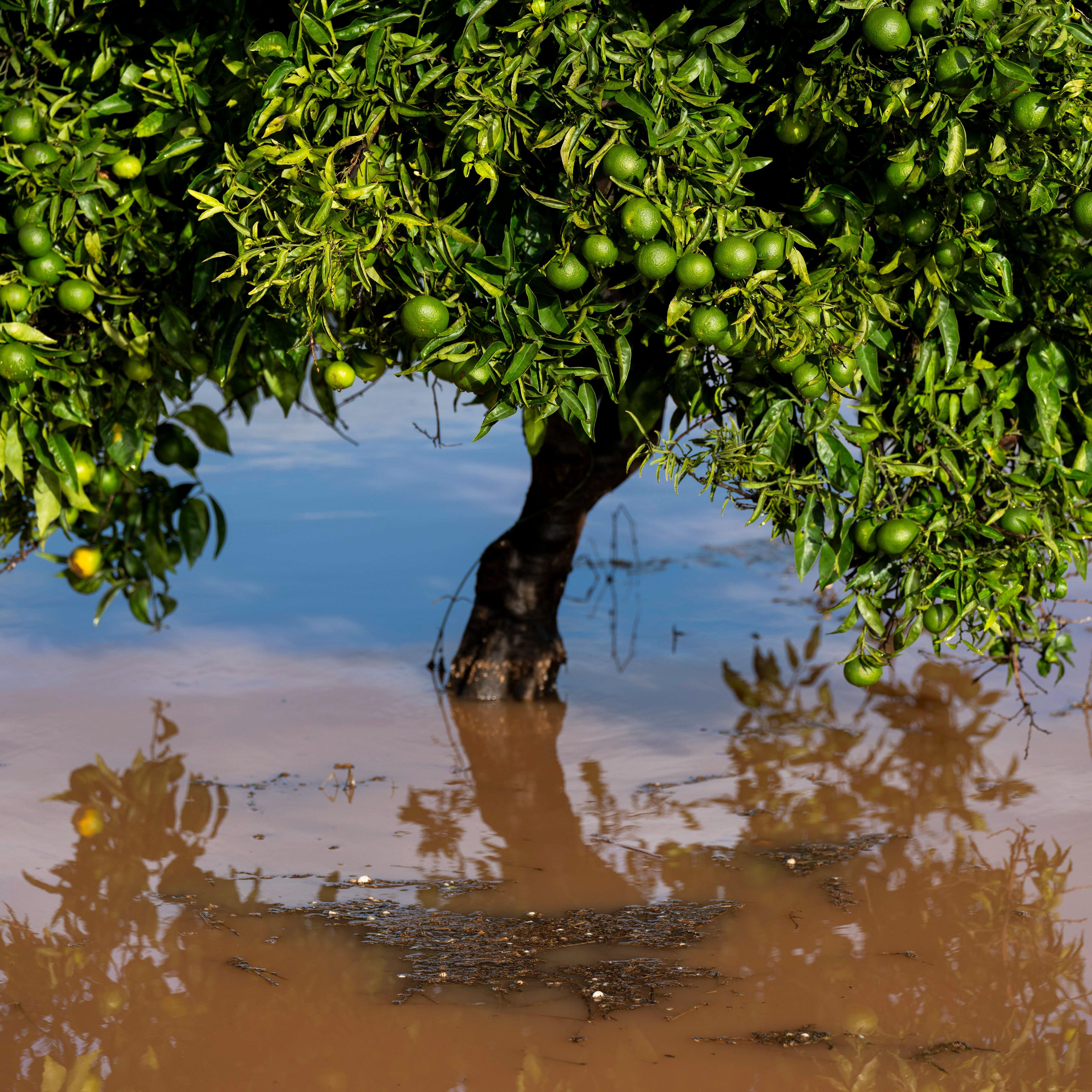 Mundo rural - PAC: Las ayudas de la dana - 03/11/25