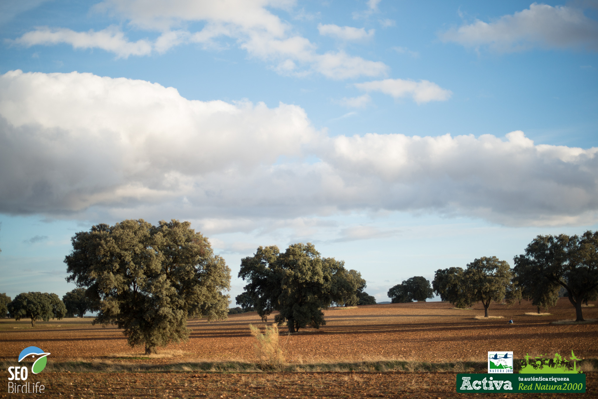 Paisaje de Campos de Montiel Paisaje de Campos de Montiel