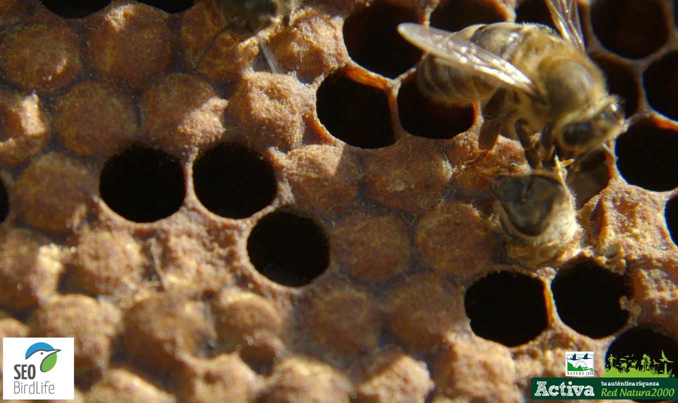 Un panal de una colmena de abejas, en la sierra de Andújar Un panal de una colmena de abejas, en la sierra de Andújar