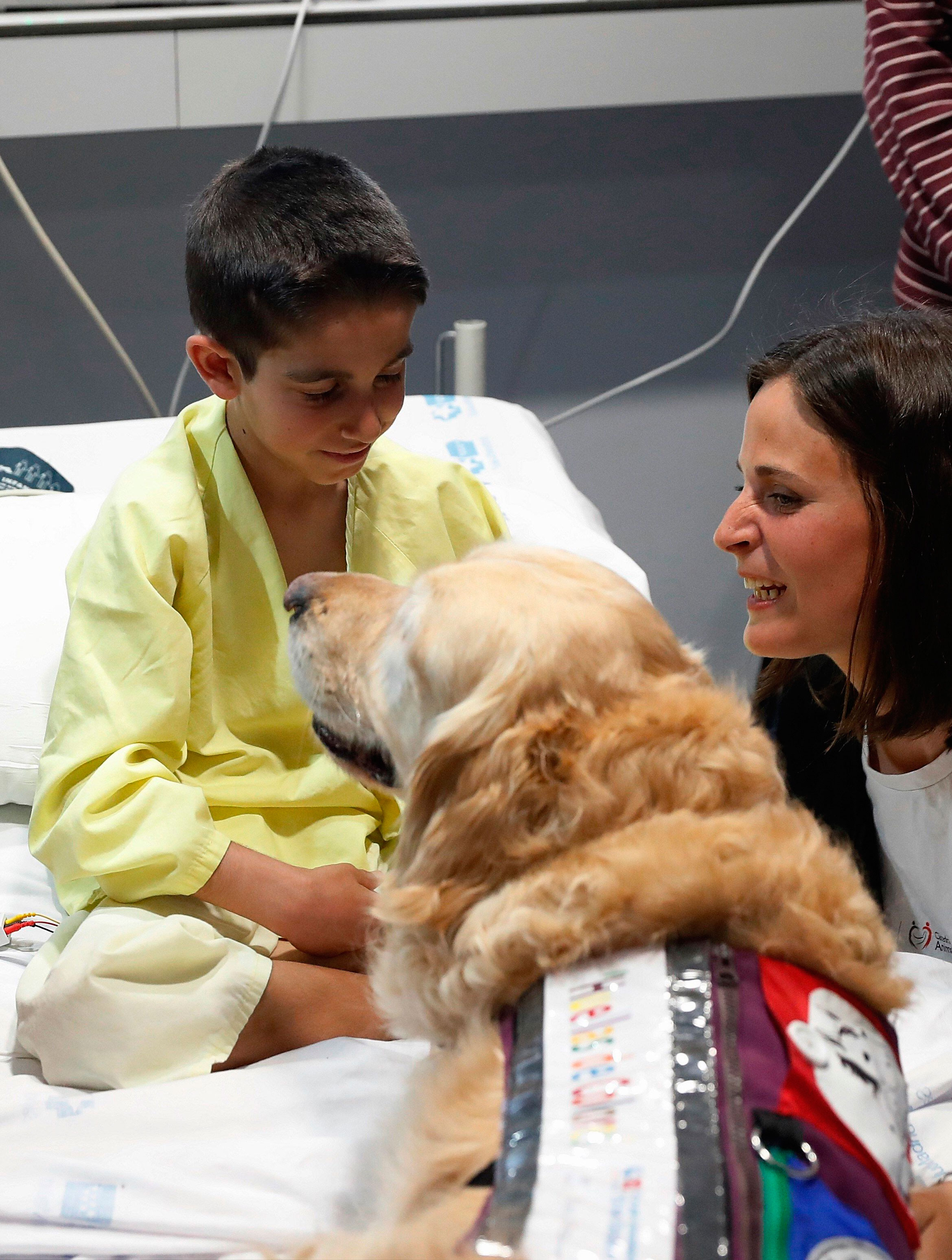 pueden los perros de terapia ir a las tiendas