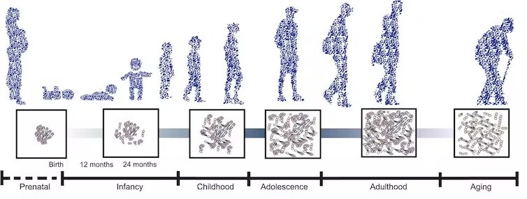 Lo que pensamos y sentimos afecta a la microbiota (y viceversa)