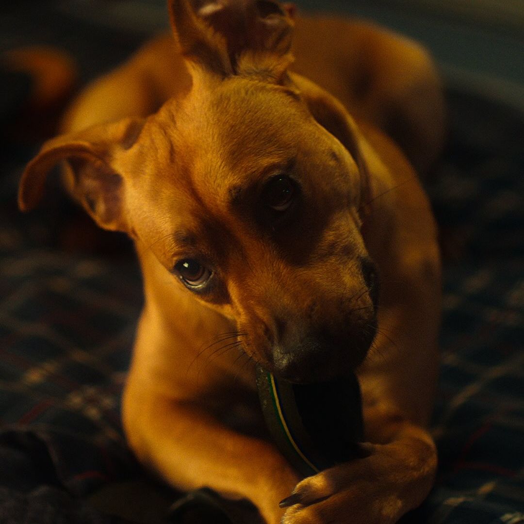 Hora América en Radio 5 - El perro caramelo: un reflejo de la identidad latinoamericana - 12/09/26