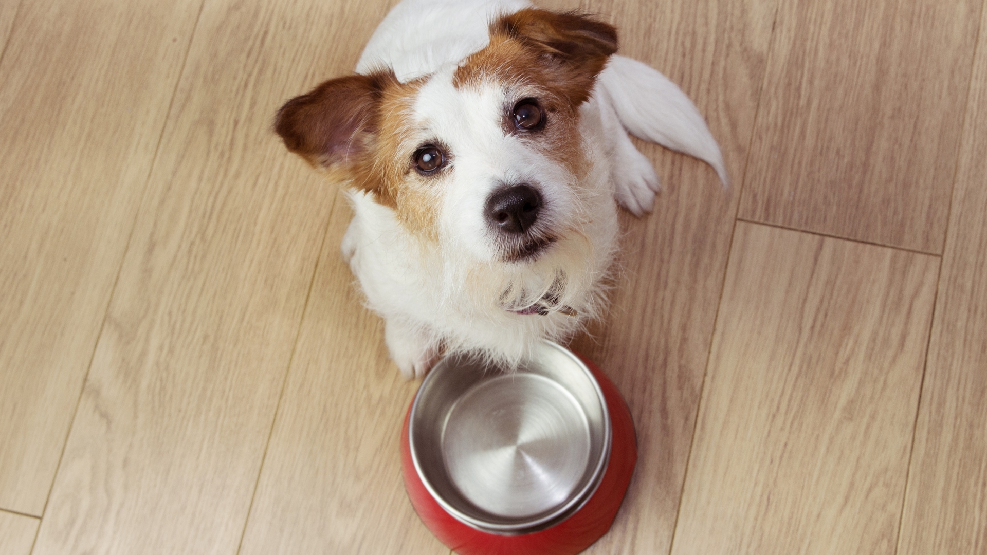 el pollo hervido es bueno para un perro