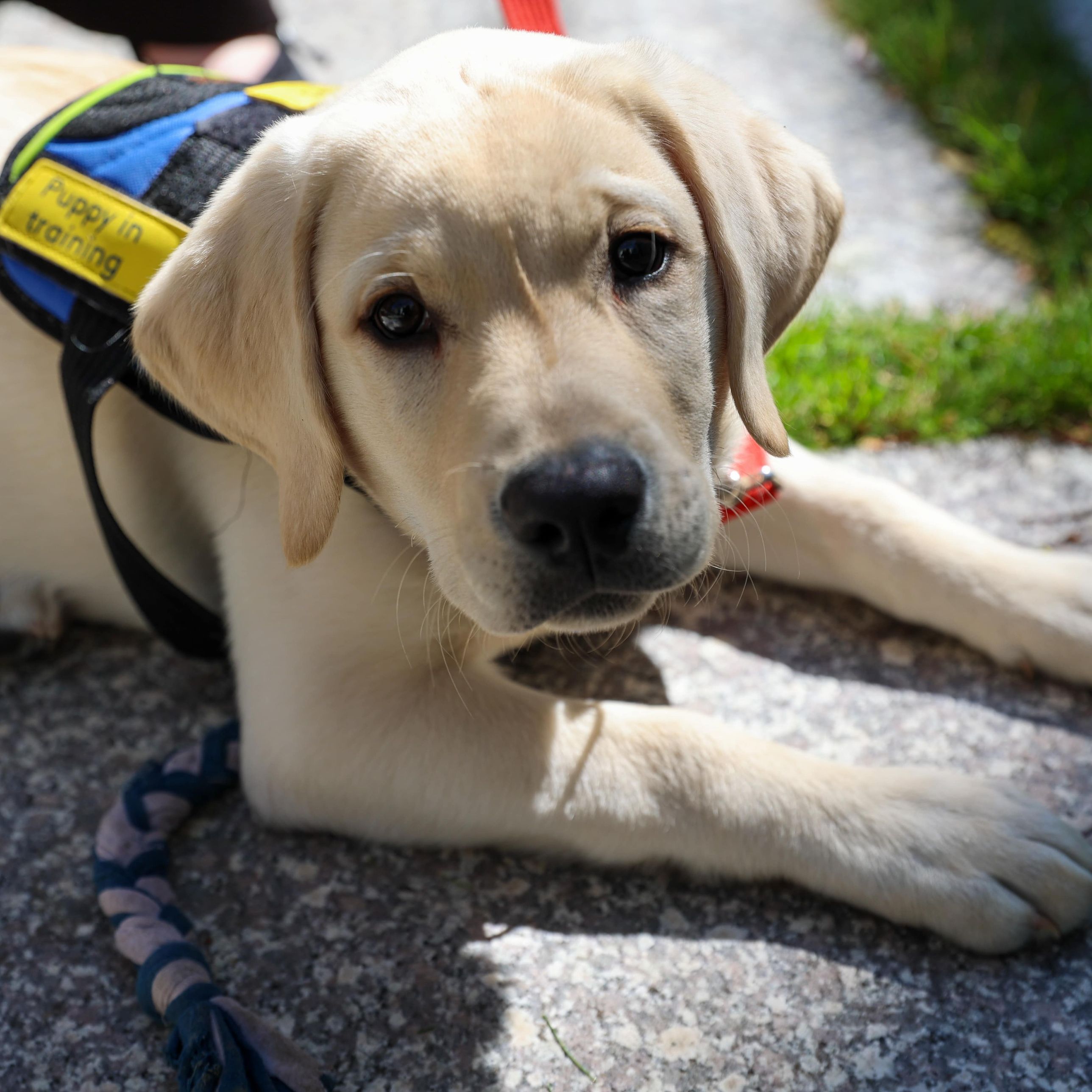 Para que veas - Perros Guía Sí para taxis inclusivos, en Murcia - 23/02/26