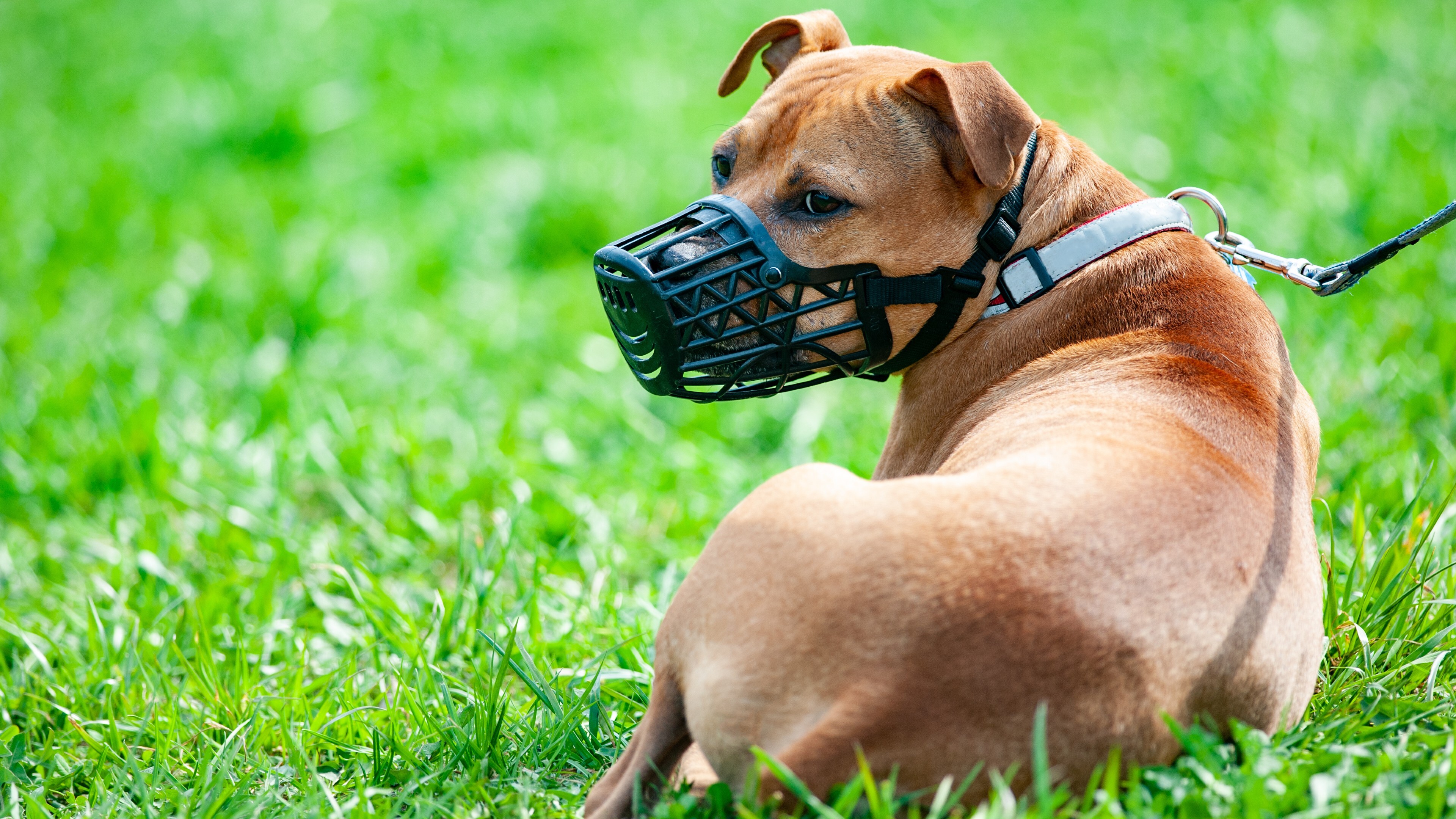 son los perros bullmastiff agresivos o peligrosos