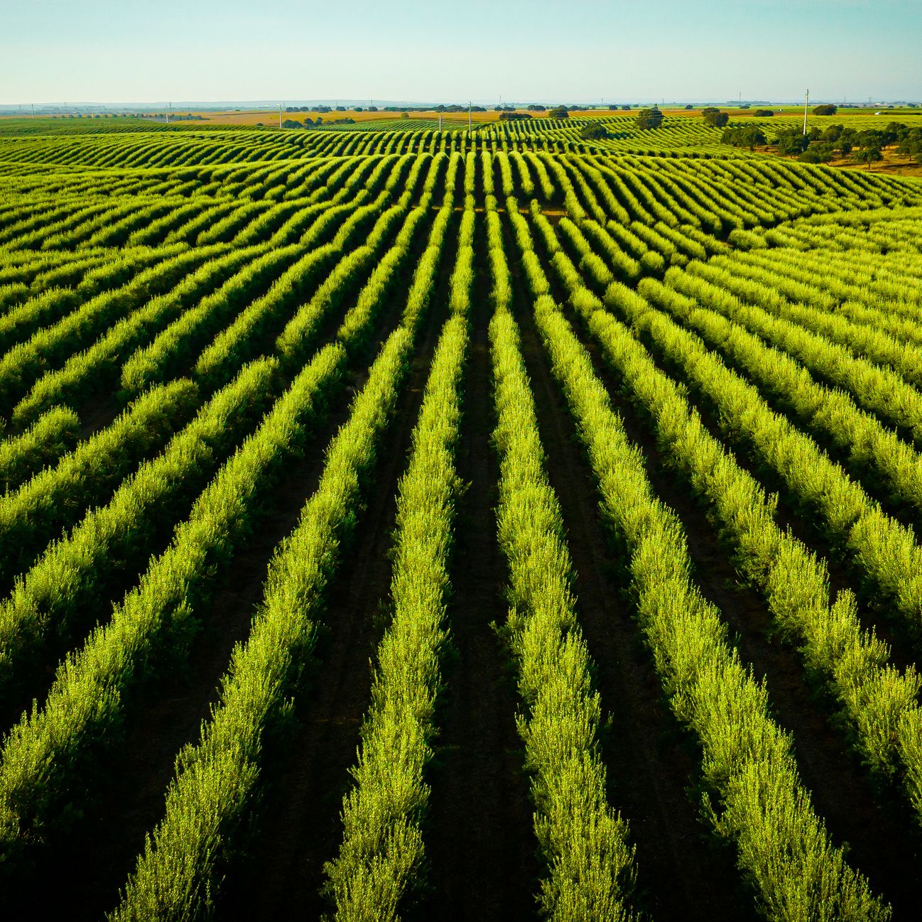 Mundo rural - Perspectivas y peticiones de las organizaciones agrarias para 2026 - 02/01/26