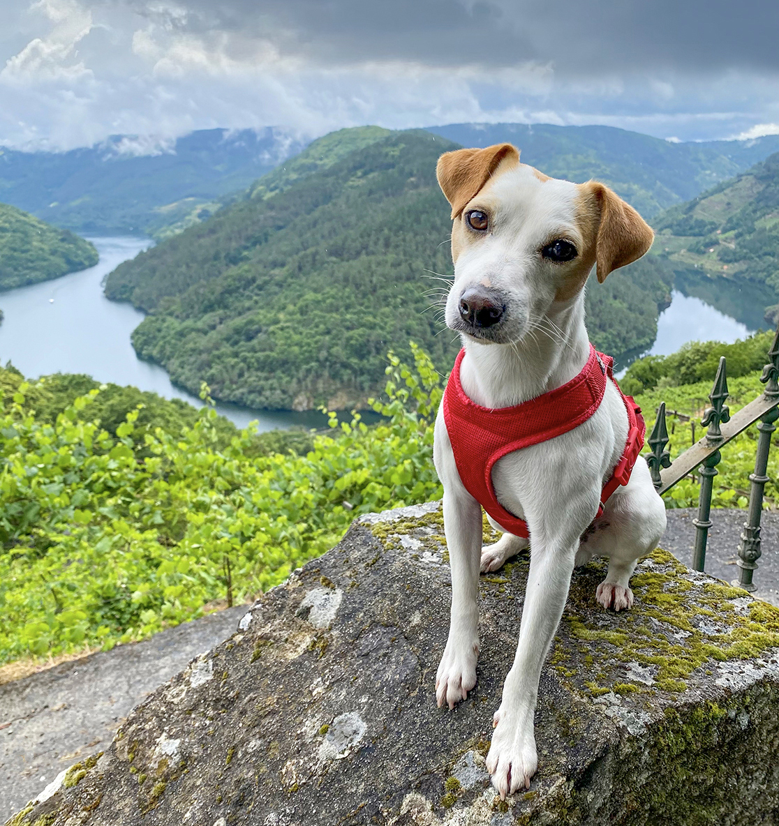 catamaran ribeira sacra perros