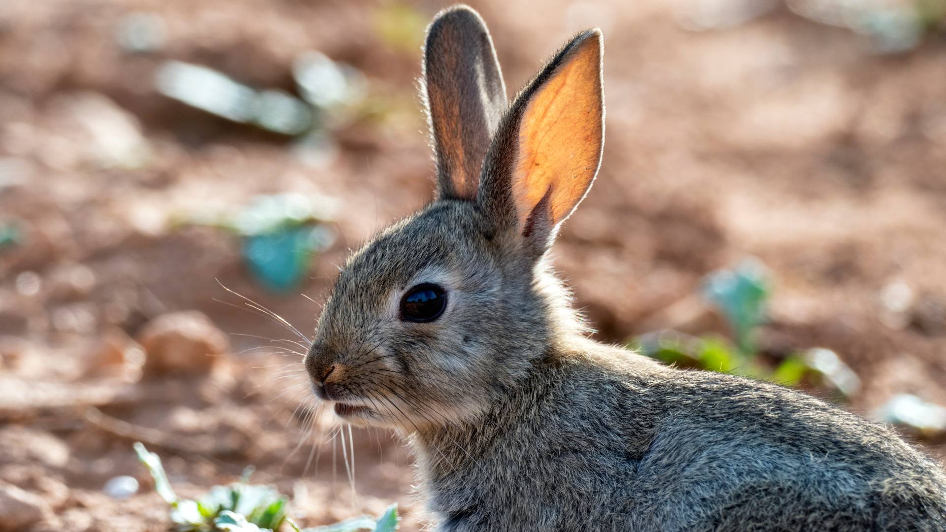 perfil de conejo de pie