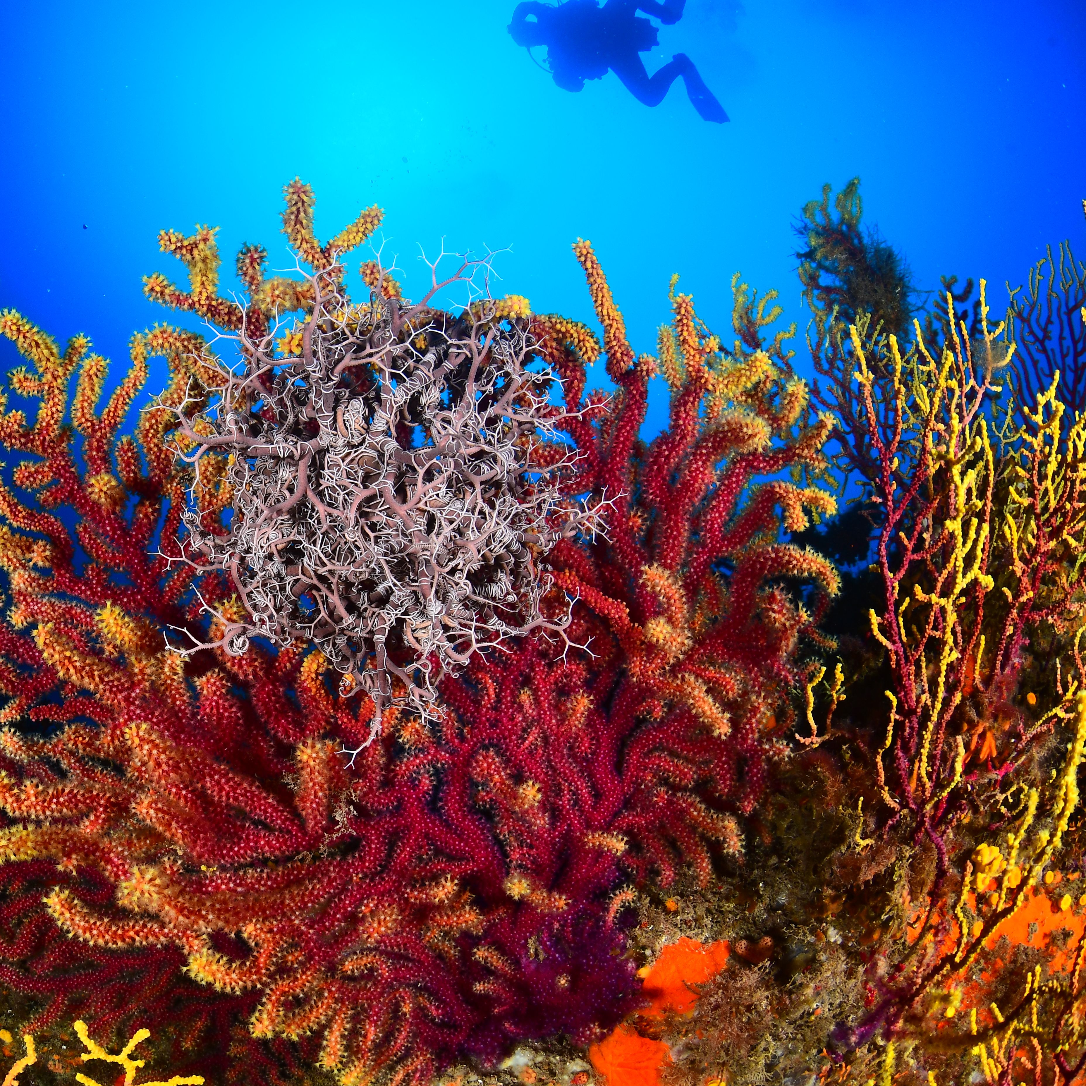 Planeta Vivo - La Biomarató batiendo récords - 03/12/25