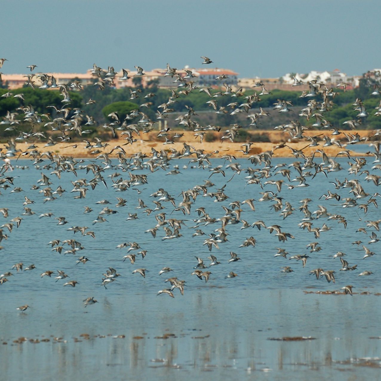 Planeta vivo - Un impulso a Odiel - 04/02/26