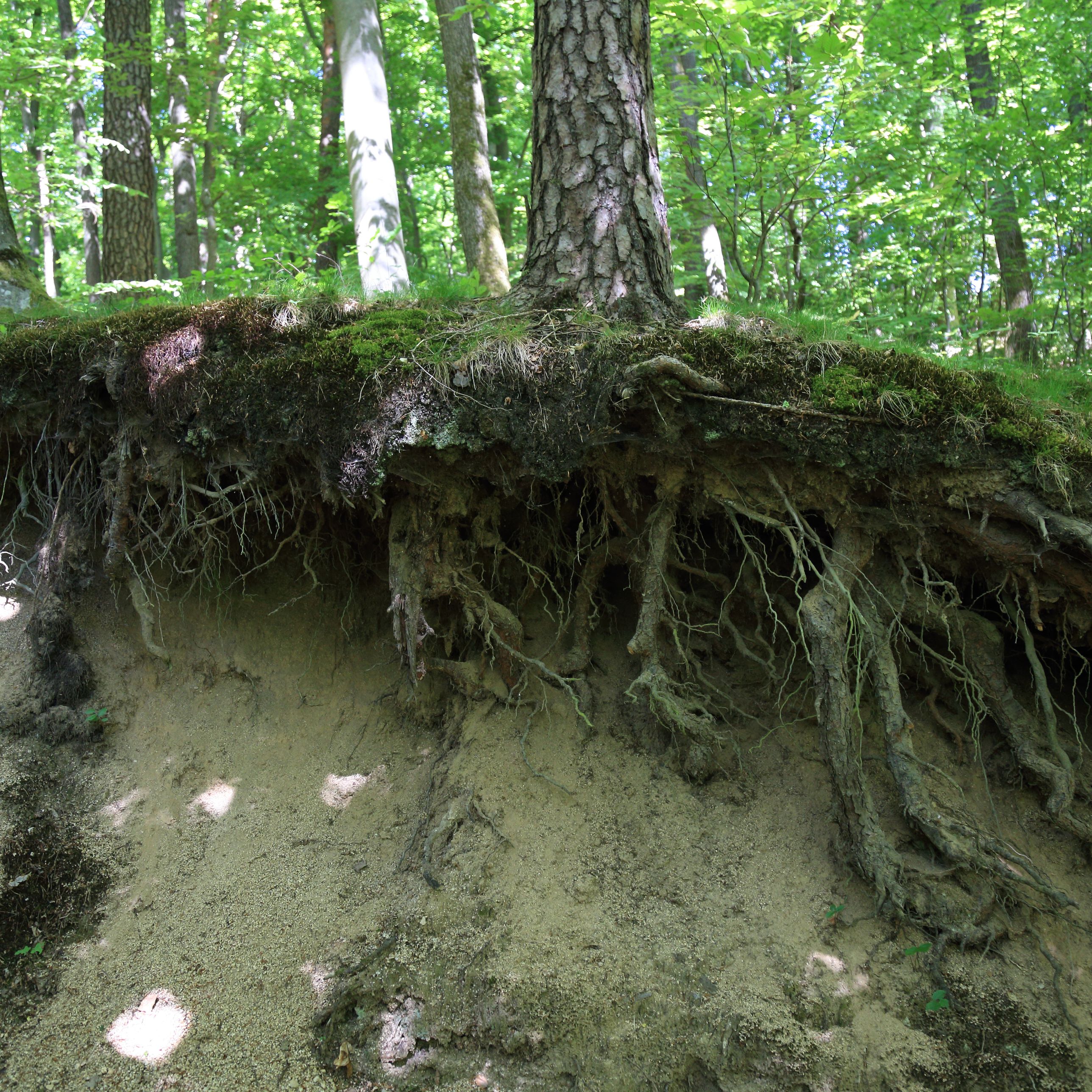 Planeta vivo - Raíces profundas - 17/12/25