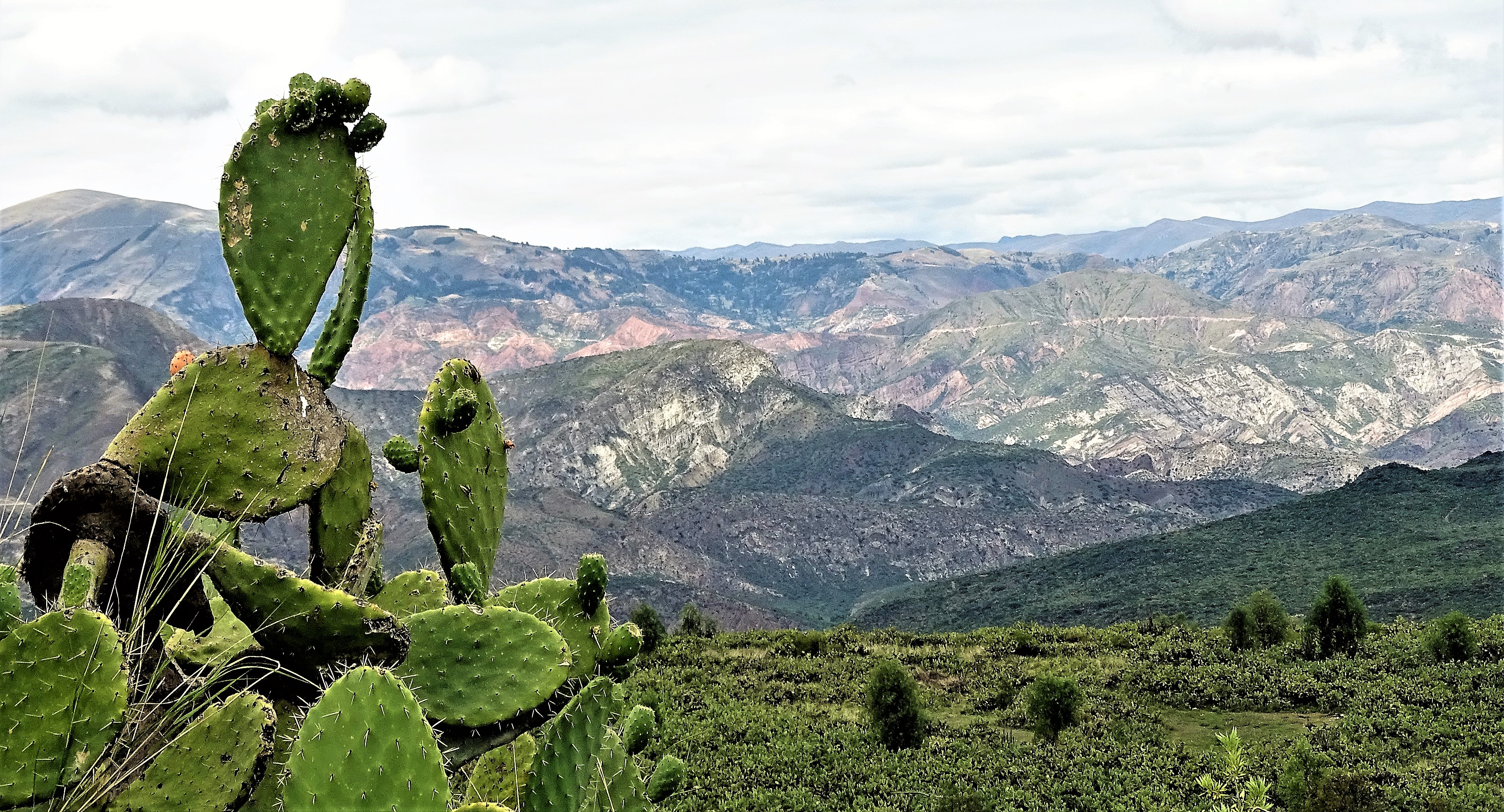 Planta de la Tuna en la región de Huanta