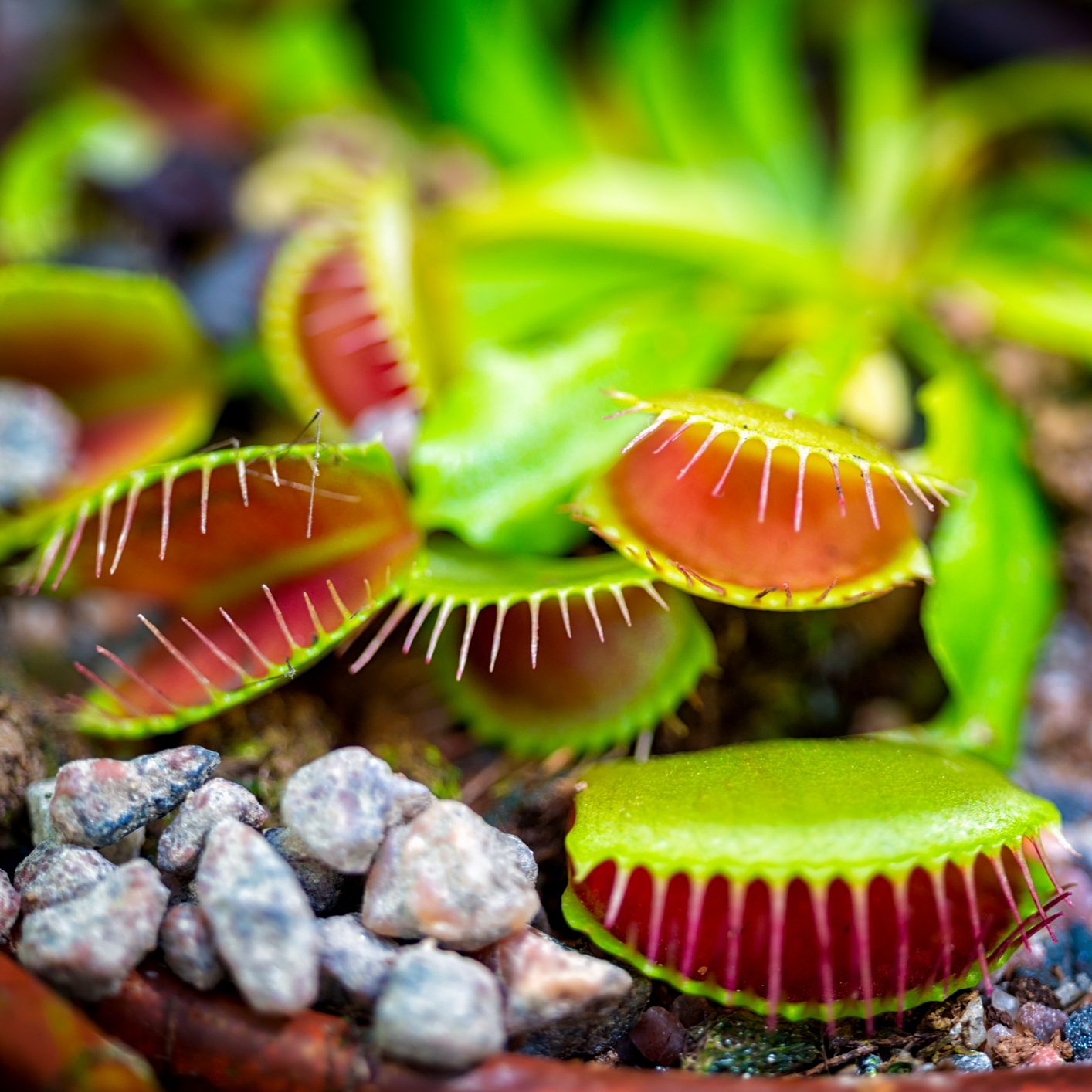 Podría ser peor - Ricardo Moure nos enseña a través del microscopio las plantas carnívoras Podría ser peor - Ricardo Moure nos enseña a través del microscopio las plantas carnívoras