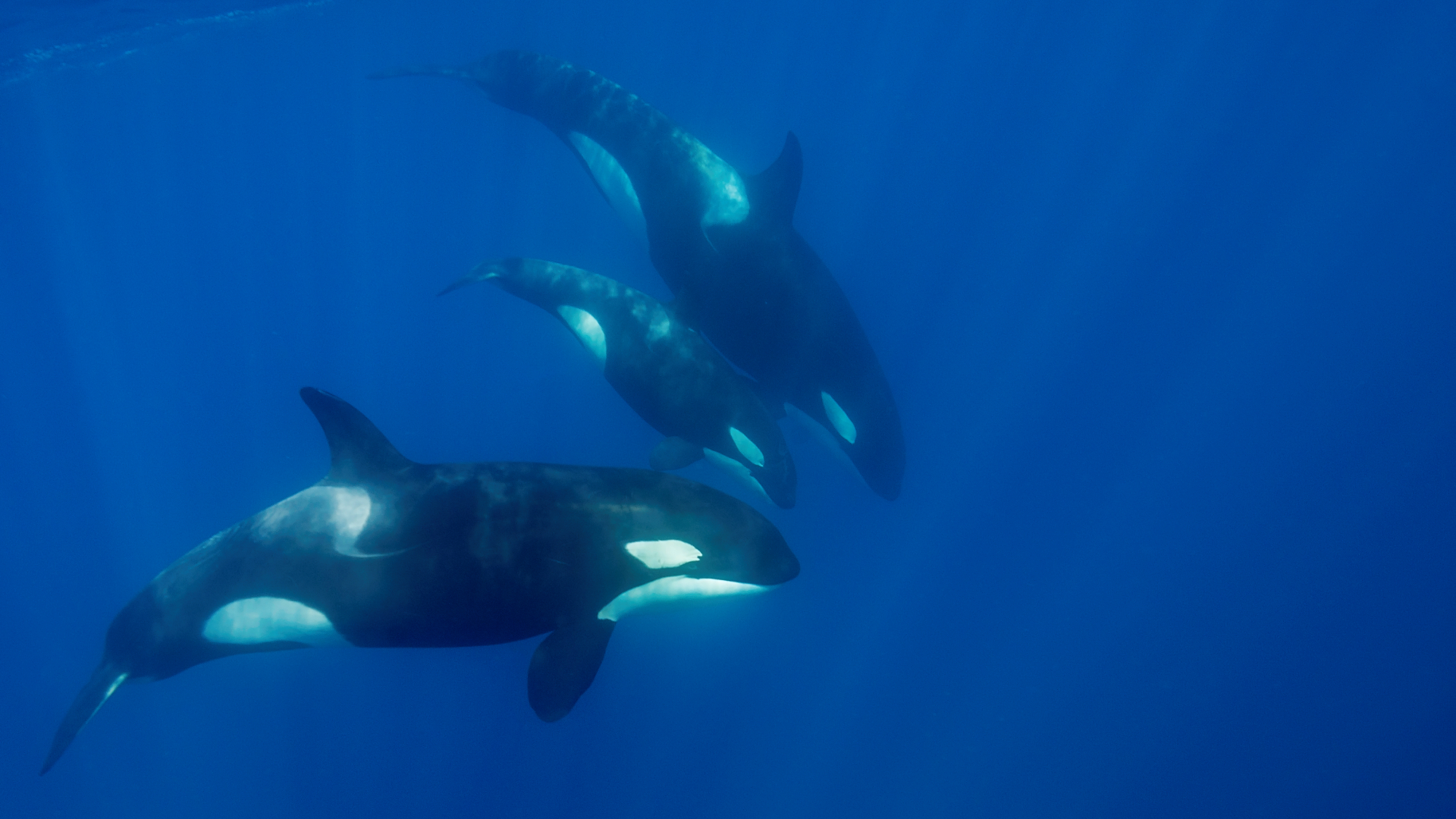 Por Qué Las Orcas Golpean Barcos En El Estrecho De Gibraltar Y Galicia