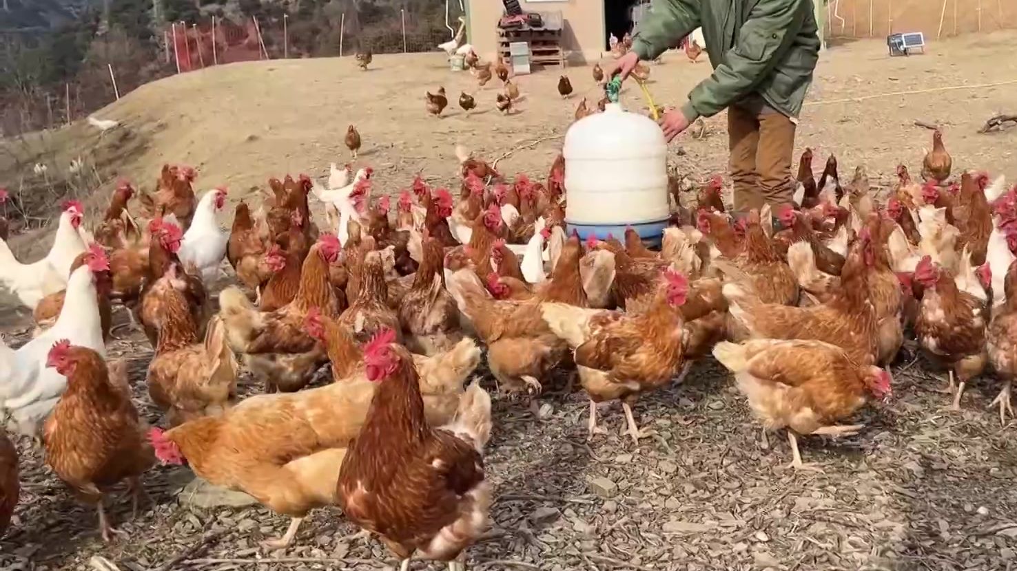 El Prat i Vilafranca, a l'espera de la decisió sobre les fires d’aviram El Prat i Vilafranca, a l'espera de la decisió sobre les fires d’aviram