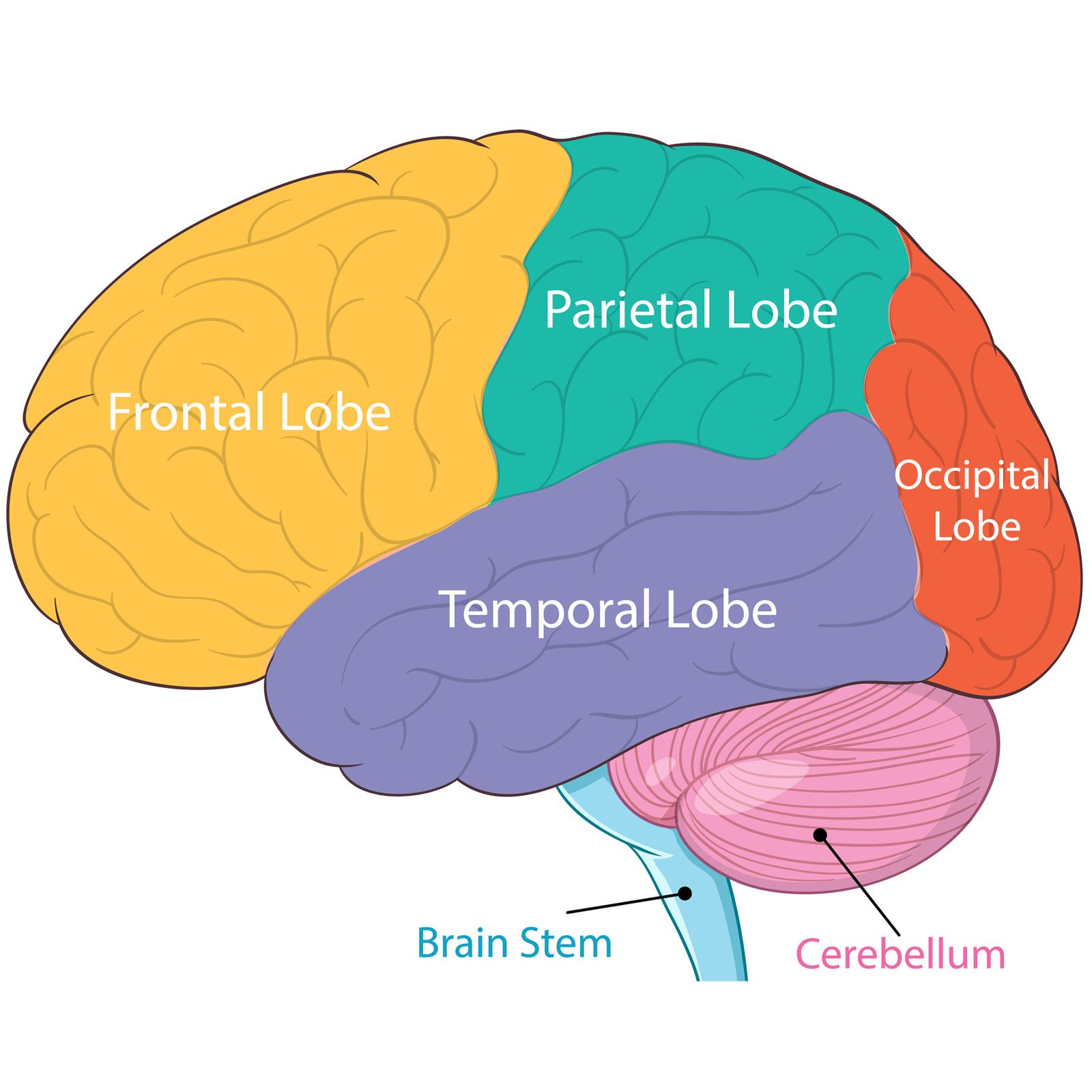 Tras la tormenta | Primera parada: Lóbulo occipital y vista [3.11b] - 17/11/25