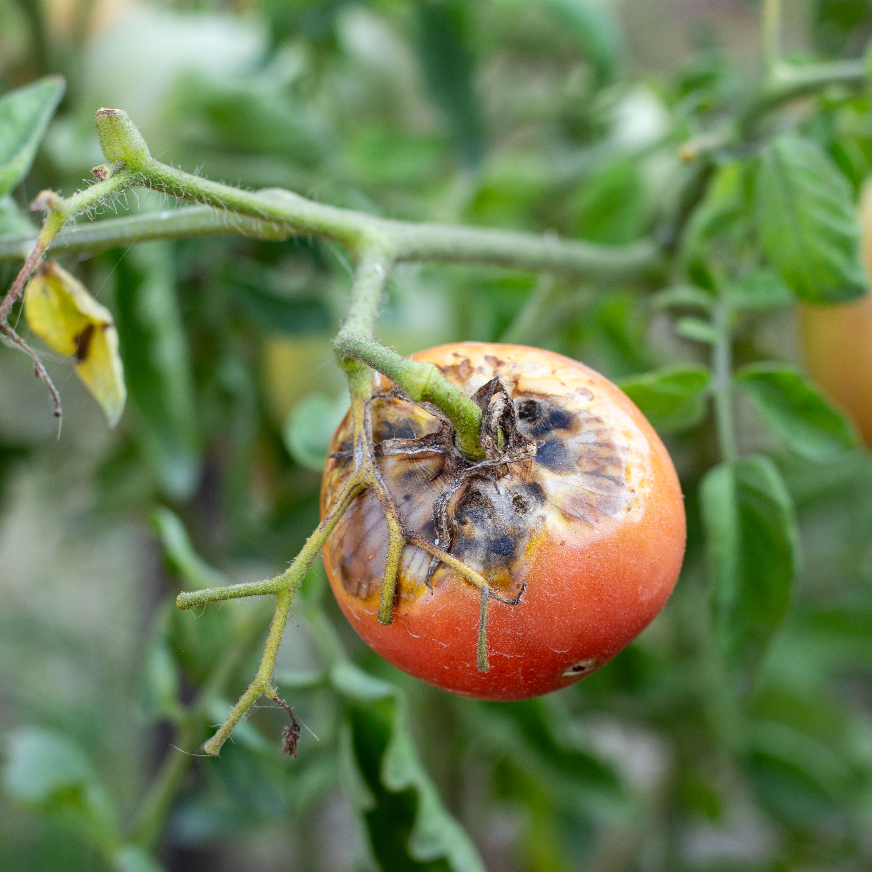 Reportajes emisoras - Murcia - Proyecto AGEFIS, control de plagas - 10/02/26