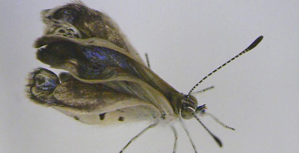 La radiactividad de Fukushima causa malformaciones en insectos