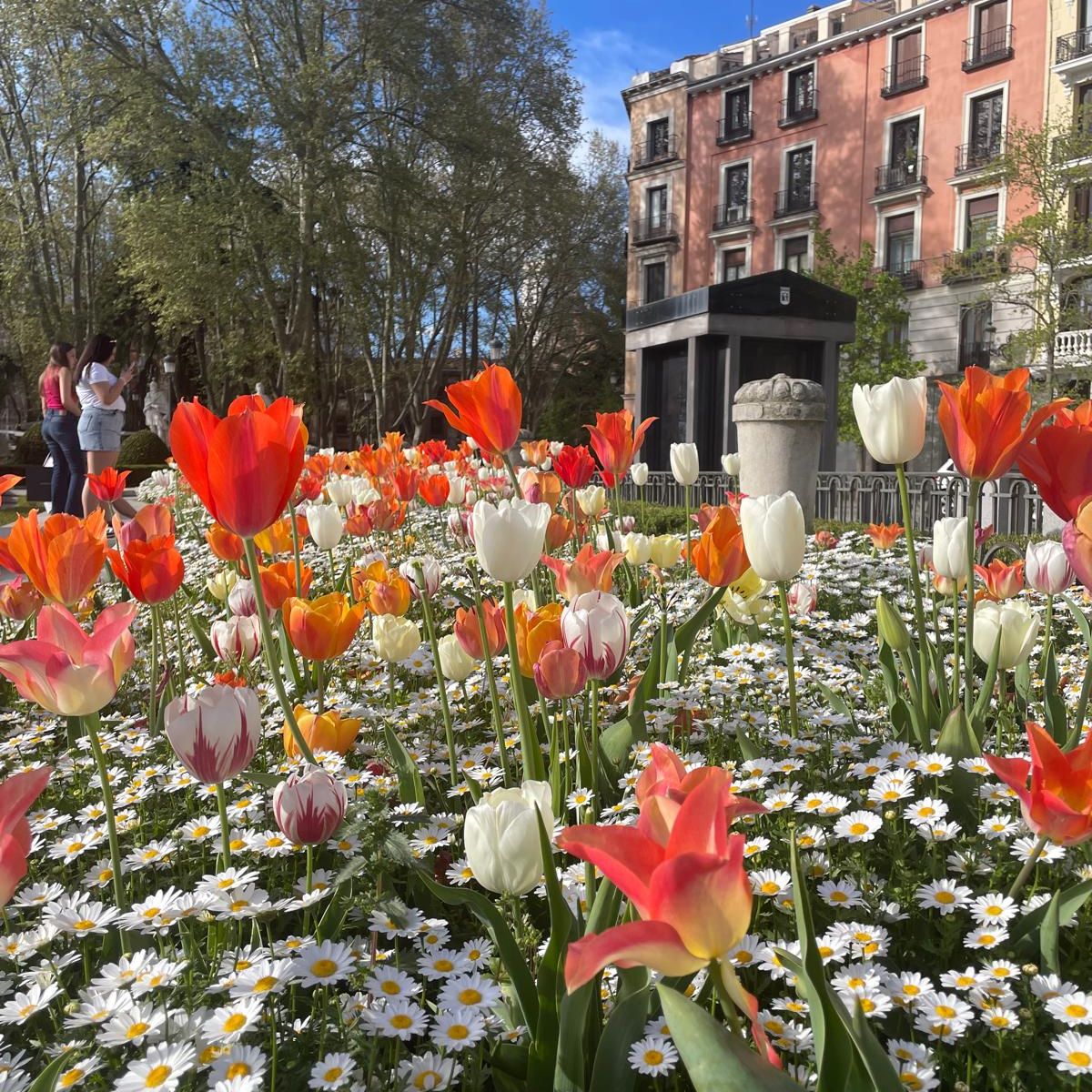 RAE informa - Palabras en flor - 13/04/26
