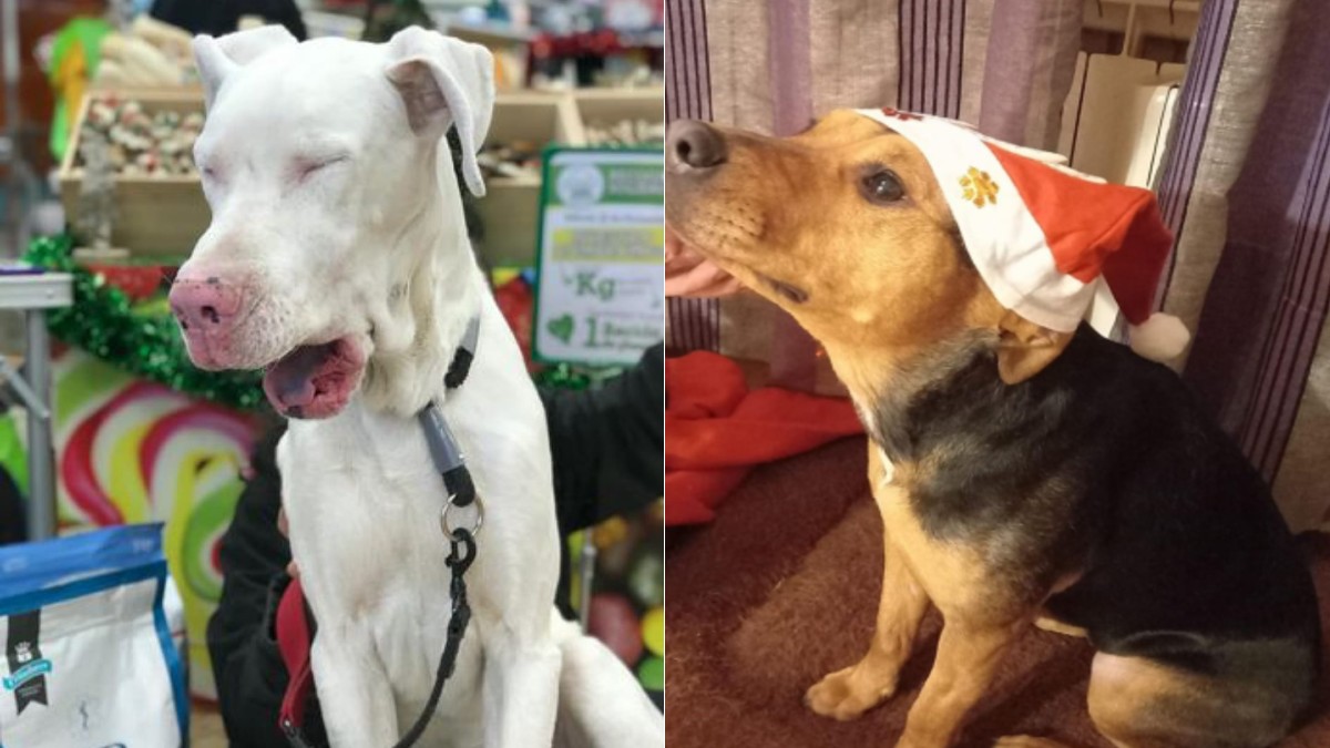 Ragnar y Naisa A raíz del confinamiento, Ragnar (izquierda) solo puede ser adoptado por una persona cualificada y Naisa (derecha) sufre ansiedad por separación