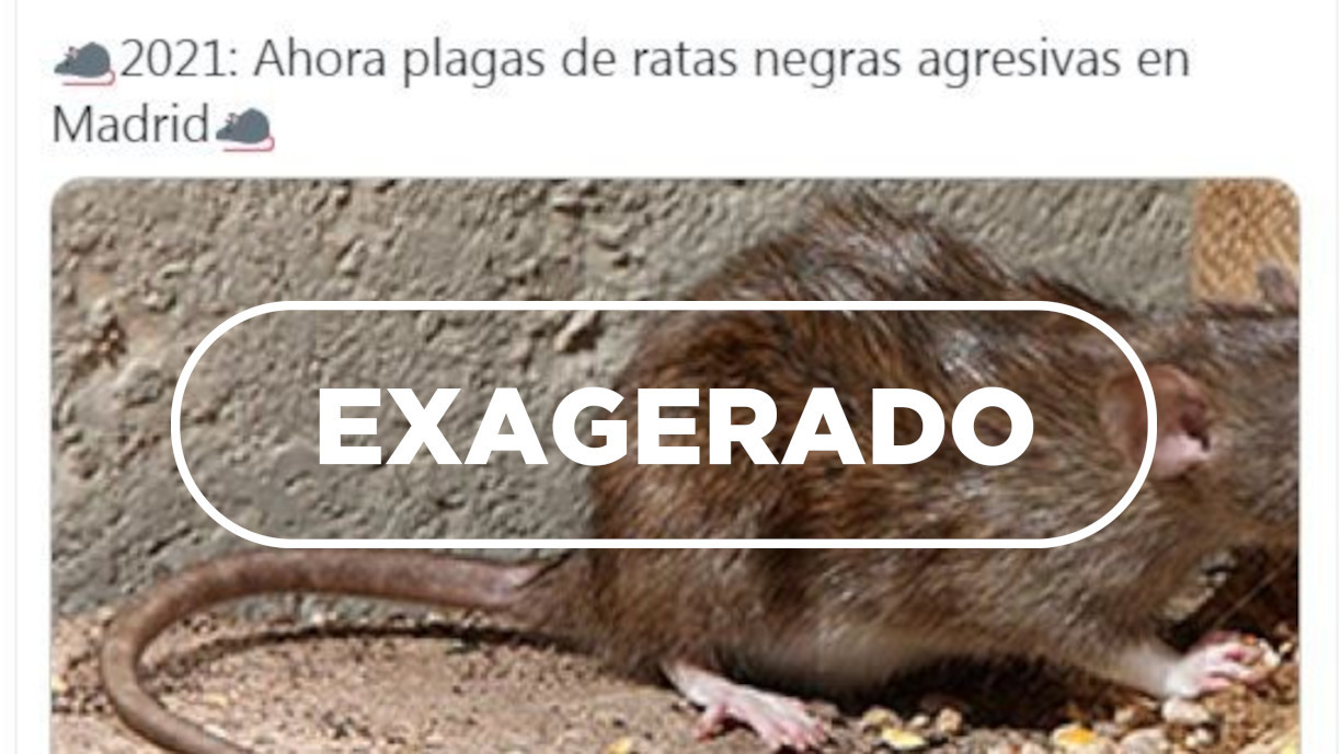 plaga de ratas negras