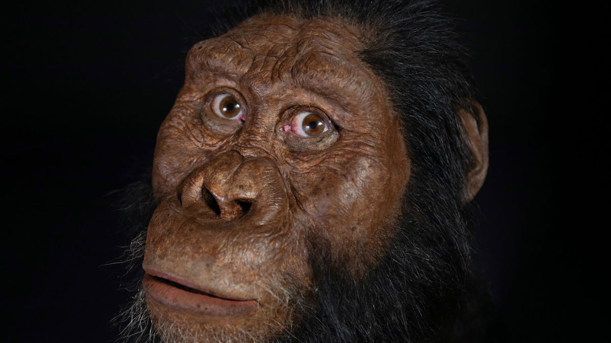 Reconstrucción del aspecto de un Australopithecus Anamensis